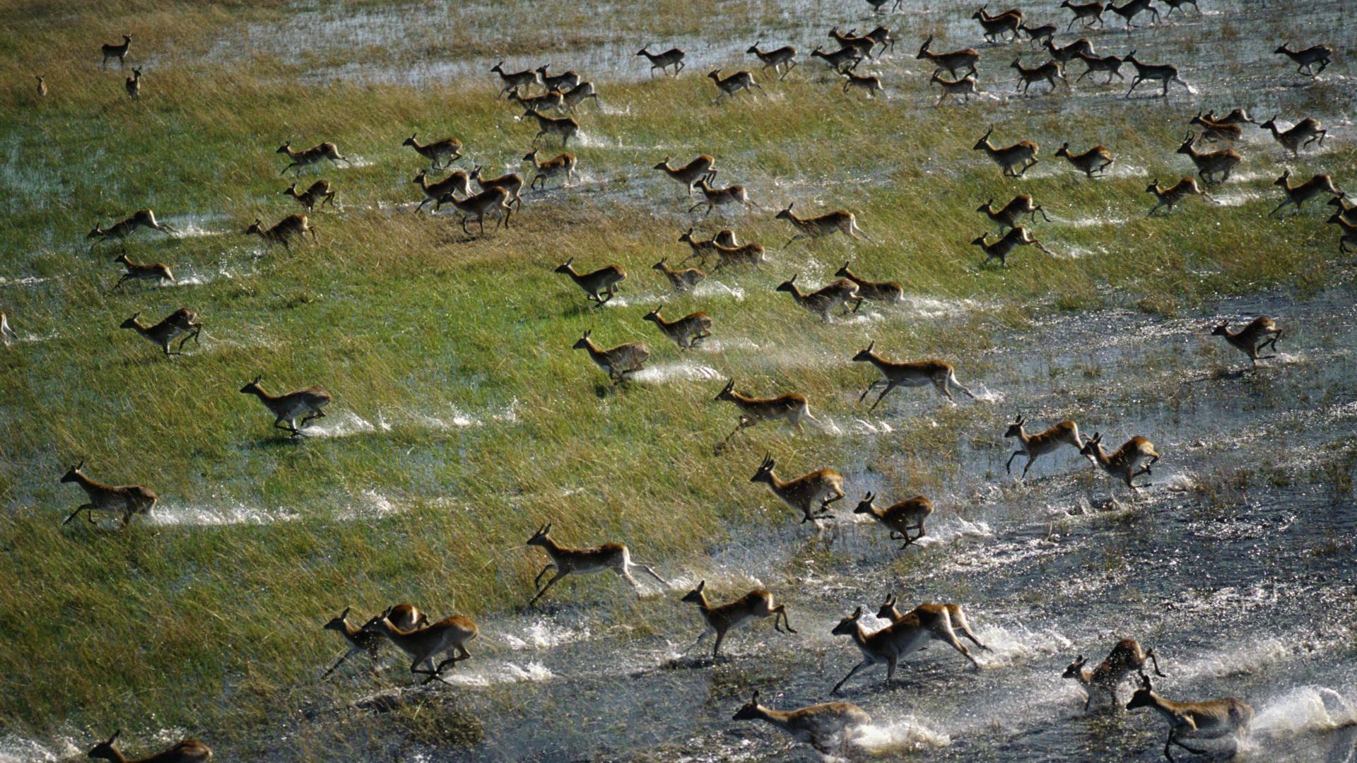 1920x1080 Animals: Red Lechwe Running Across The Floodplain, Okavango Delta, Botswana, des