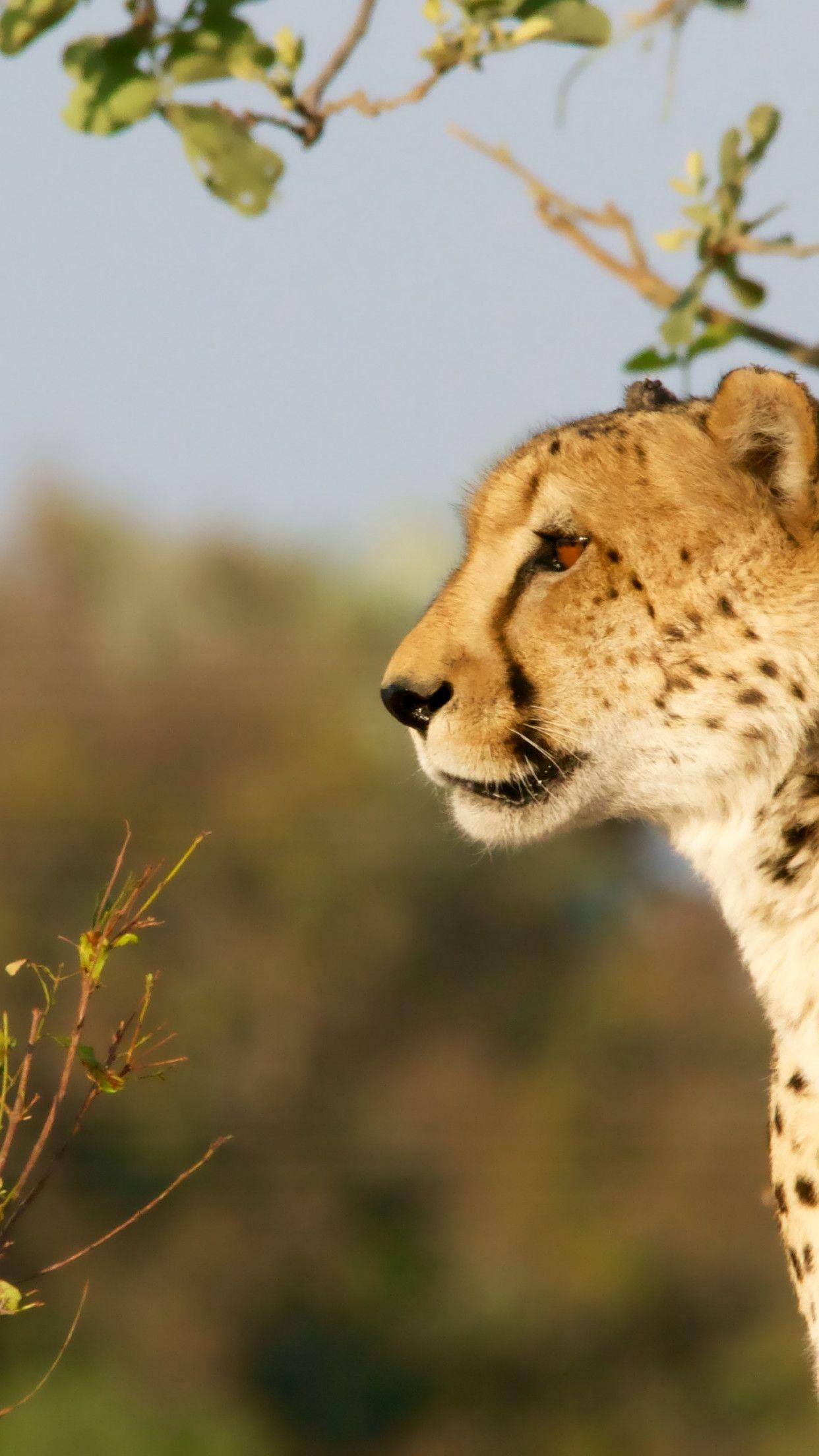 1242x2208 Download wallpaper: Cheetah in Ngamiland East, Botswana 1242x2208