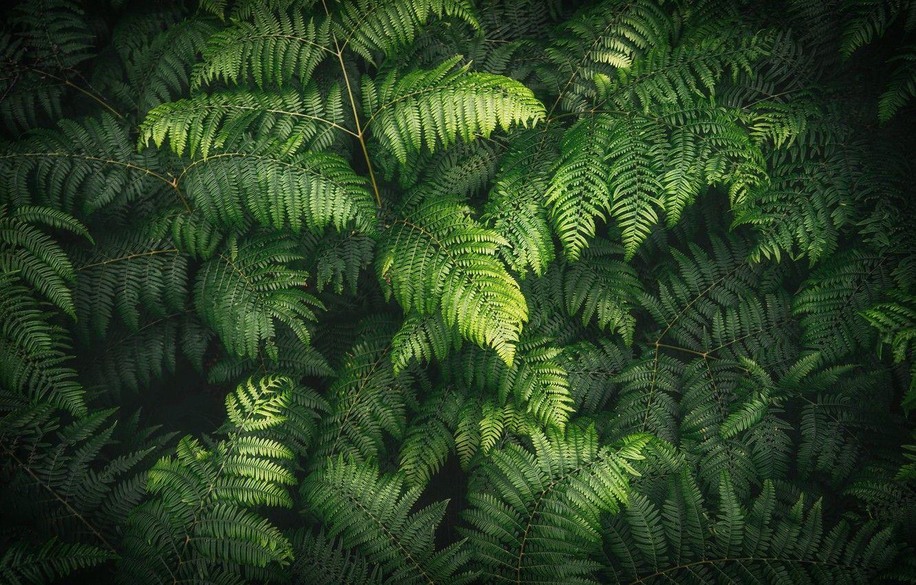 Fern Wall Green  Arthouse