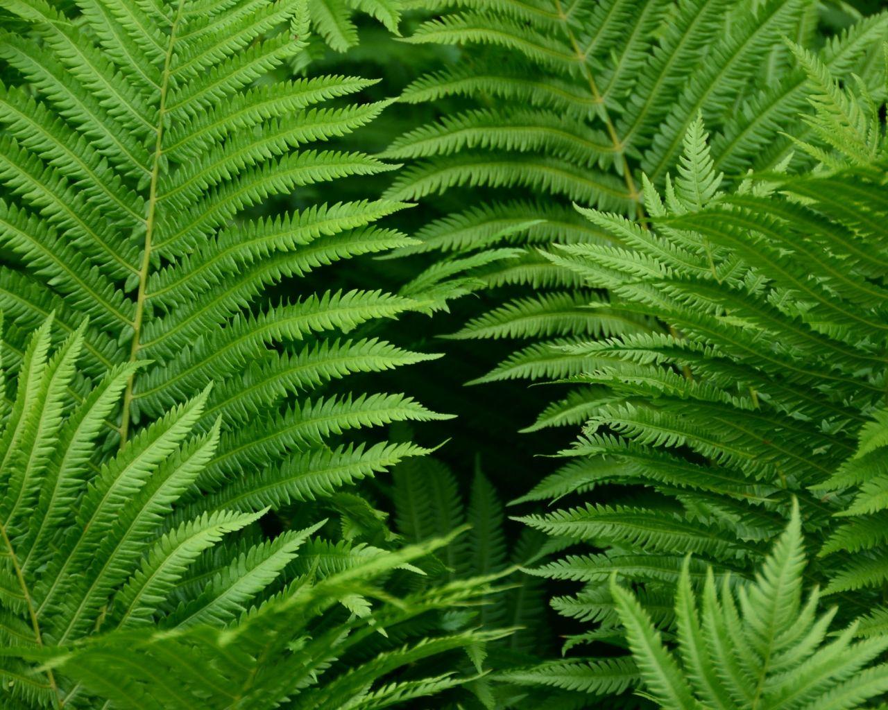 Ferns Wallpapers - Top Free Ferns Backgrounds - WallpaperAccess