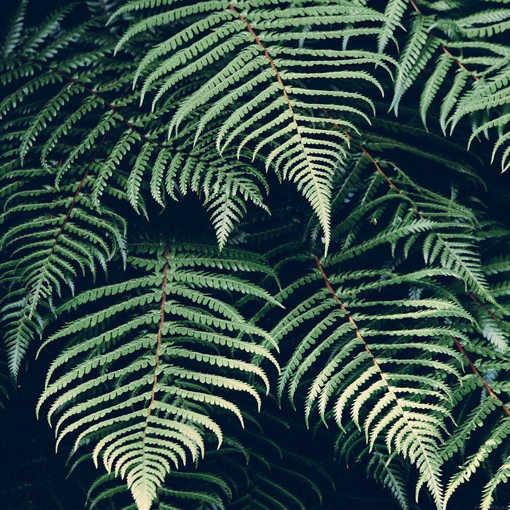 Ferns Wallpapers - Top Free Ferns Backgrounds - WallpaperAccess