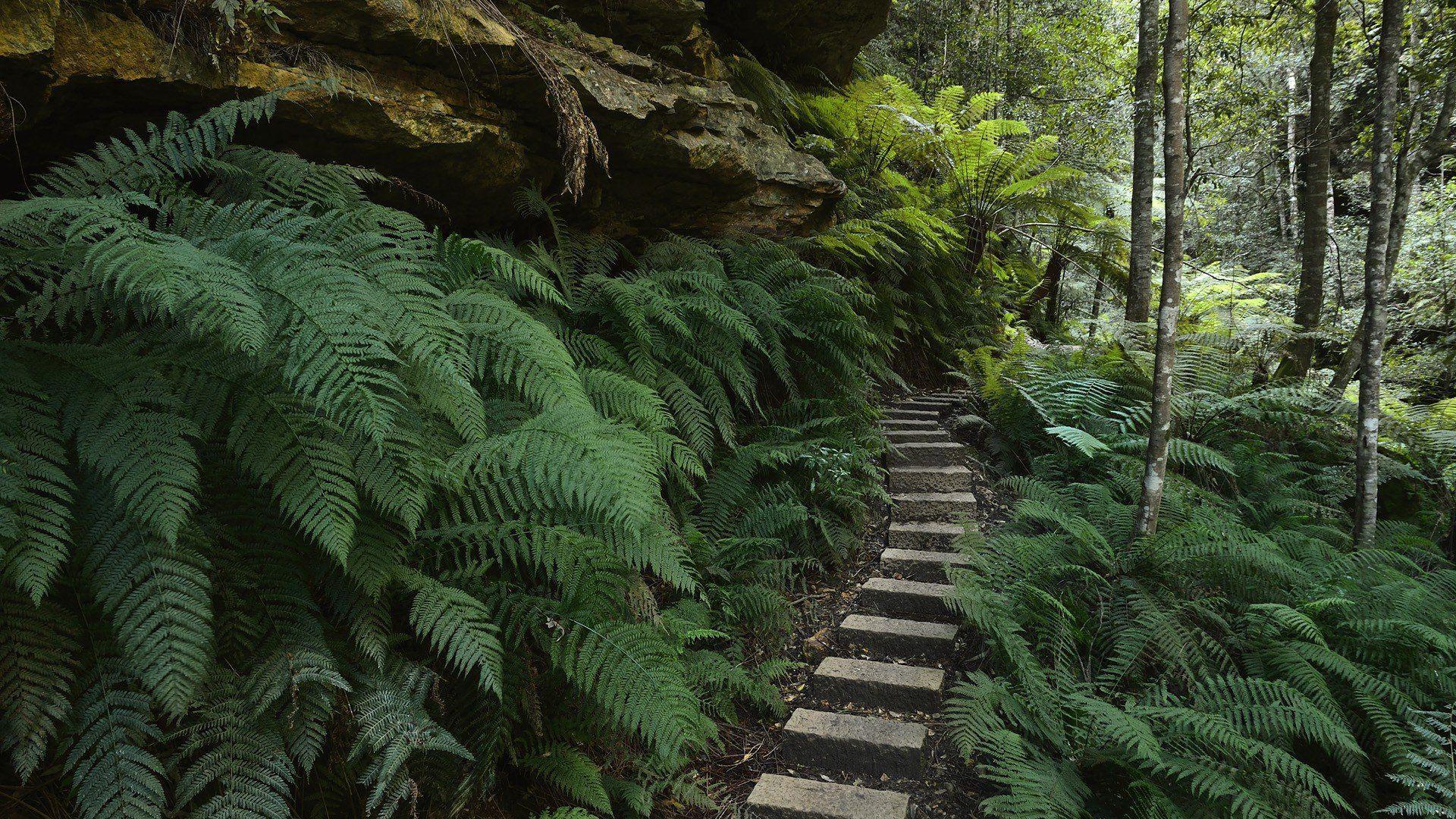 1920x1080 Blue mountains Australia ferns National Park New South Wales wallpaperx1080
