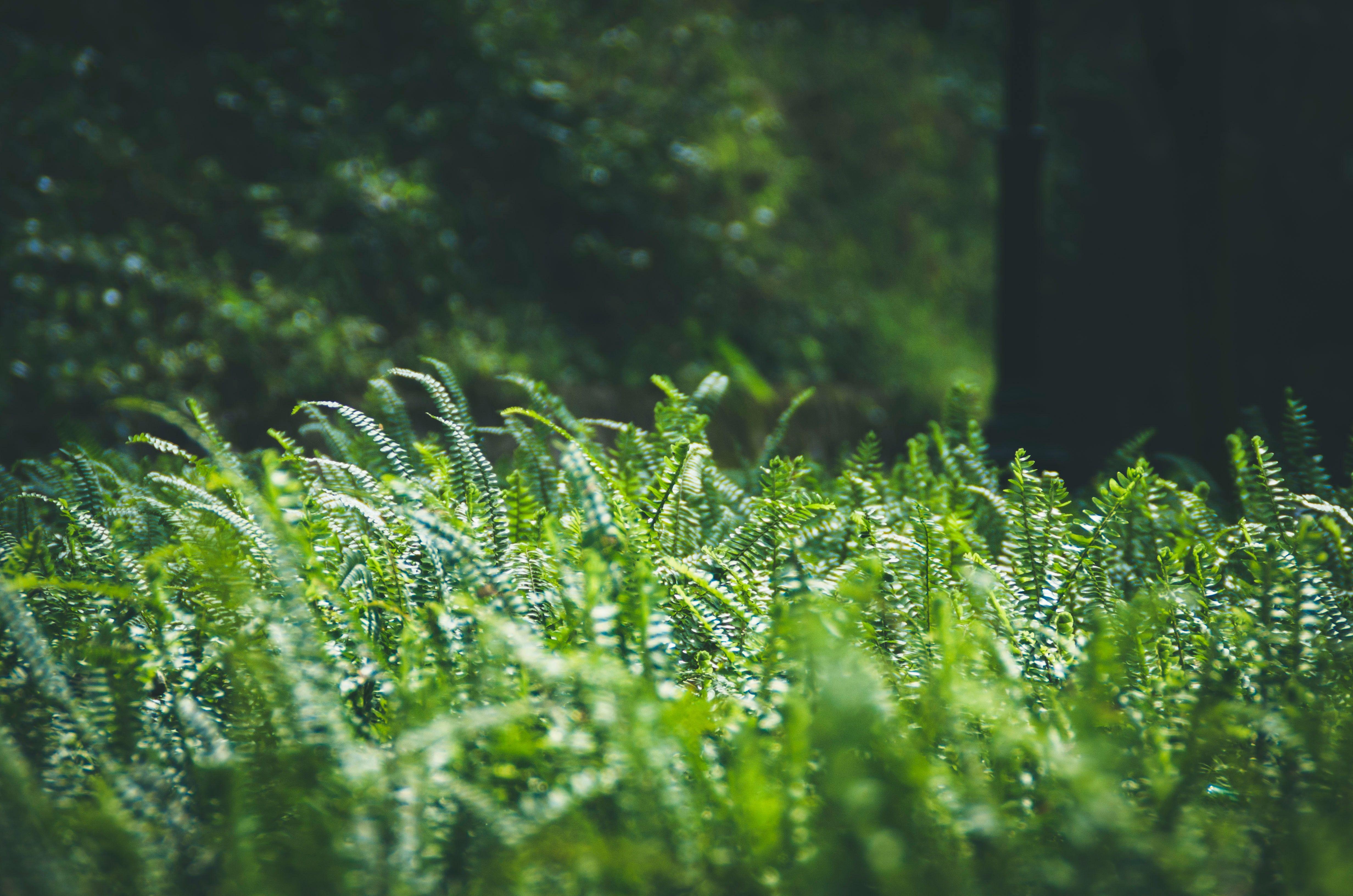 4928x3264 Ferns Wallpaper