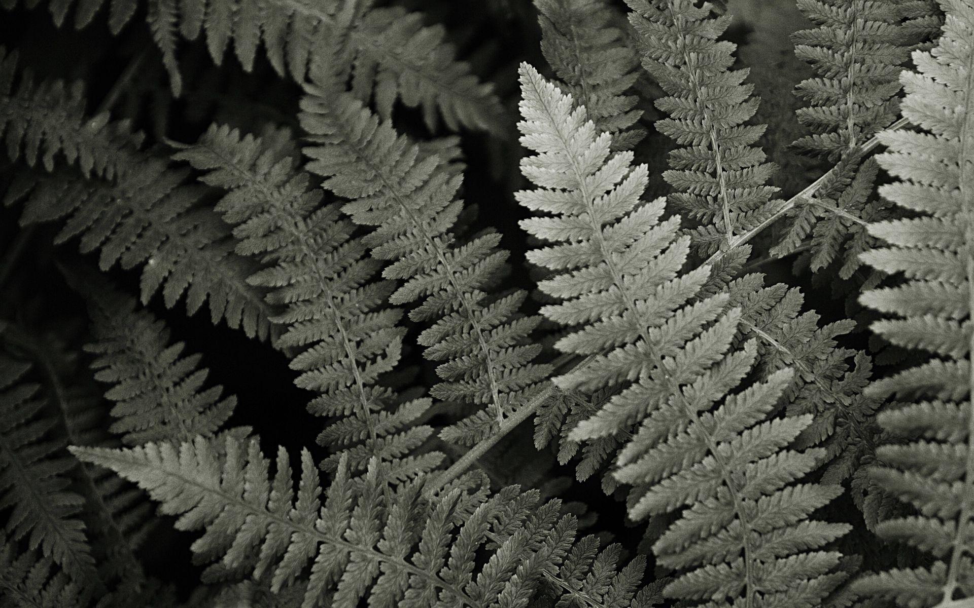 1920x1200 Wallpaper: Ferns. Harder, Better, Faster, Stronger