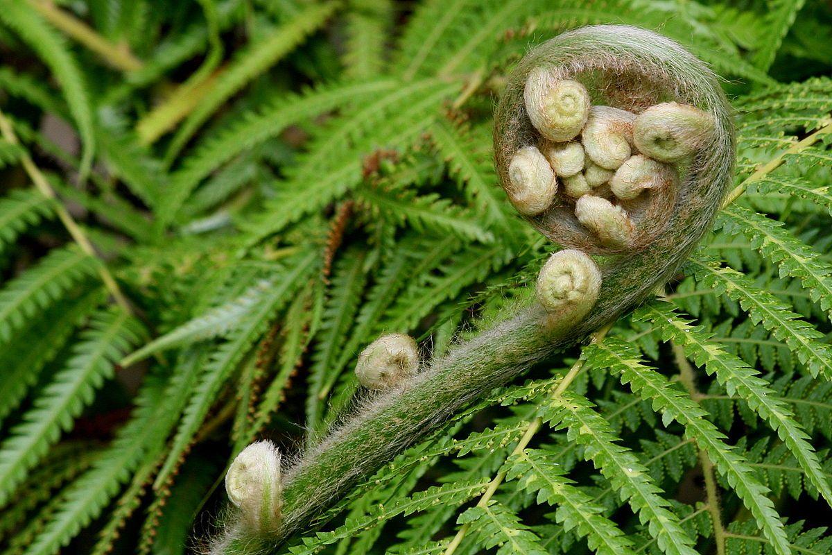 1200x800 Fern wallpaper, Earth, HQ Fern pictureK Wallpaper 2019