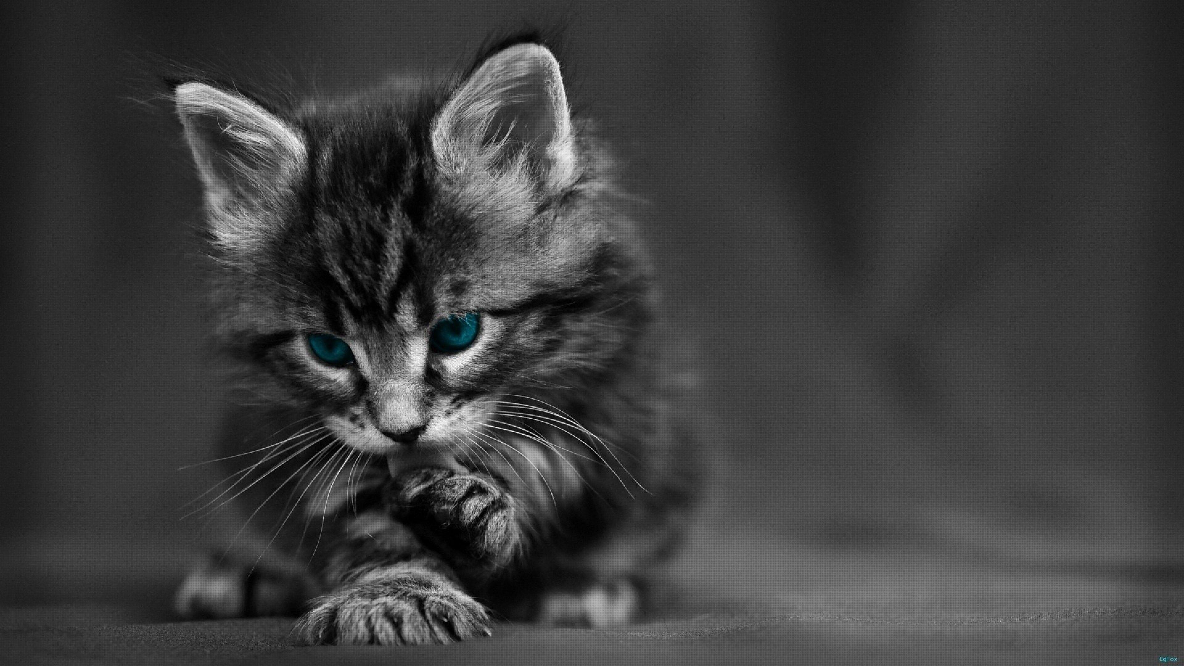 3840x2160 Cat Wallpaper for Desktop