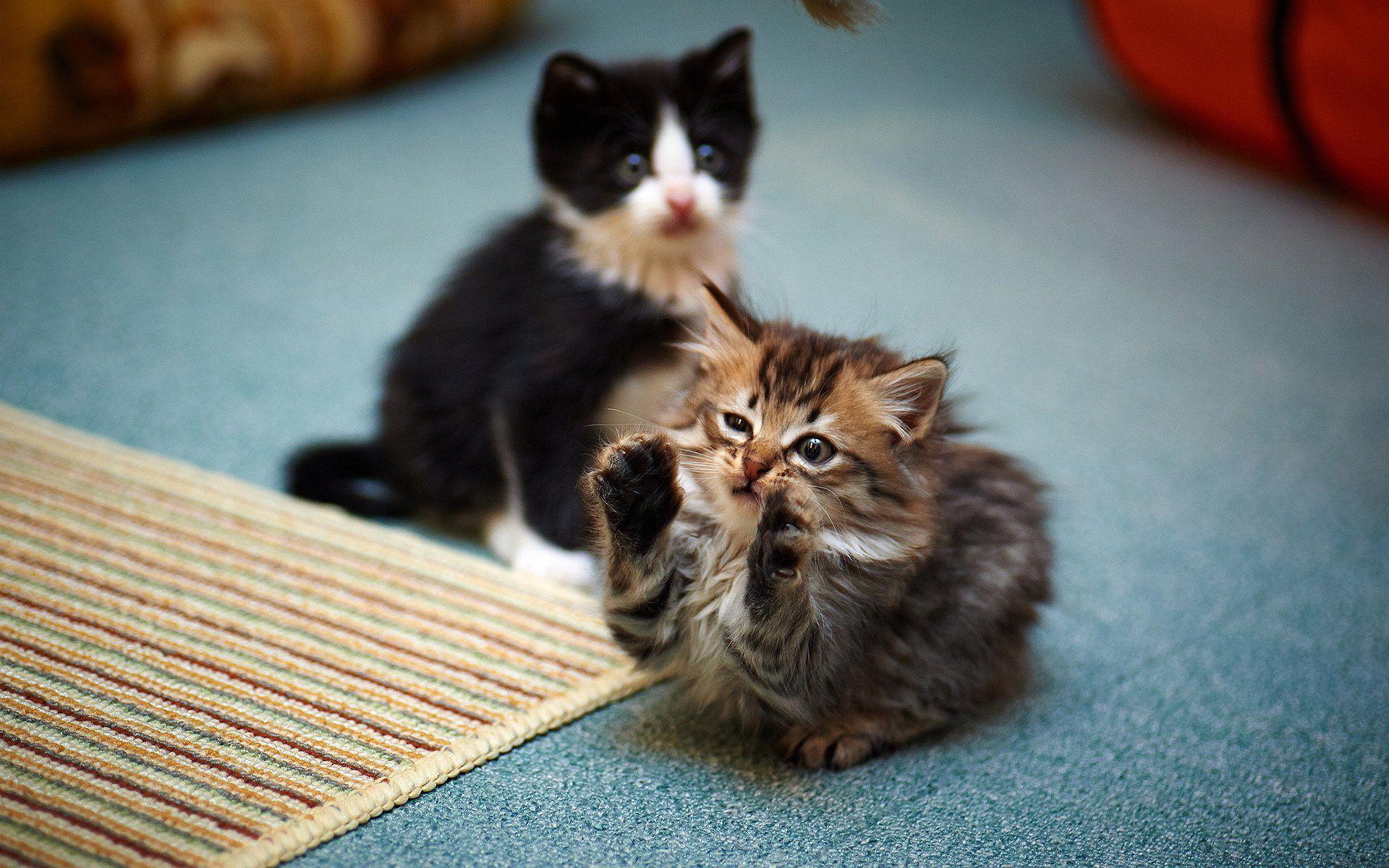 1920x1200 Double Cat Wallpaper