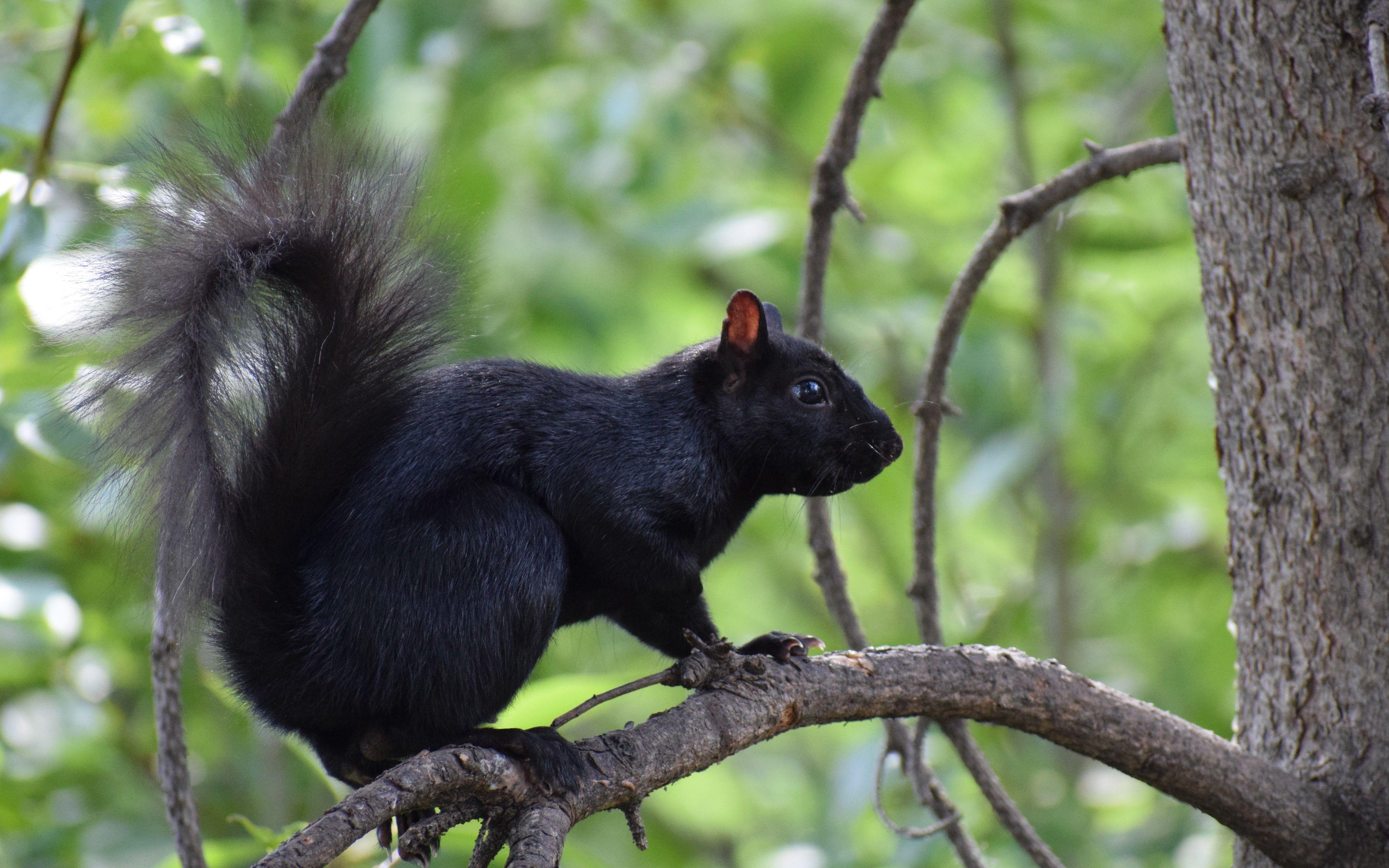 Black Squirrel HD Wallpapers - Top Free Black Squirrel HD Backgrounds