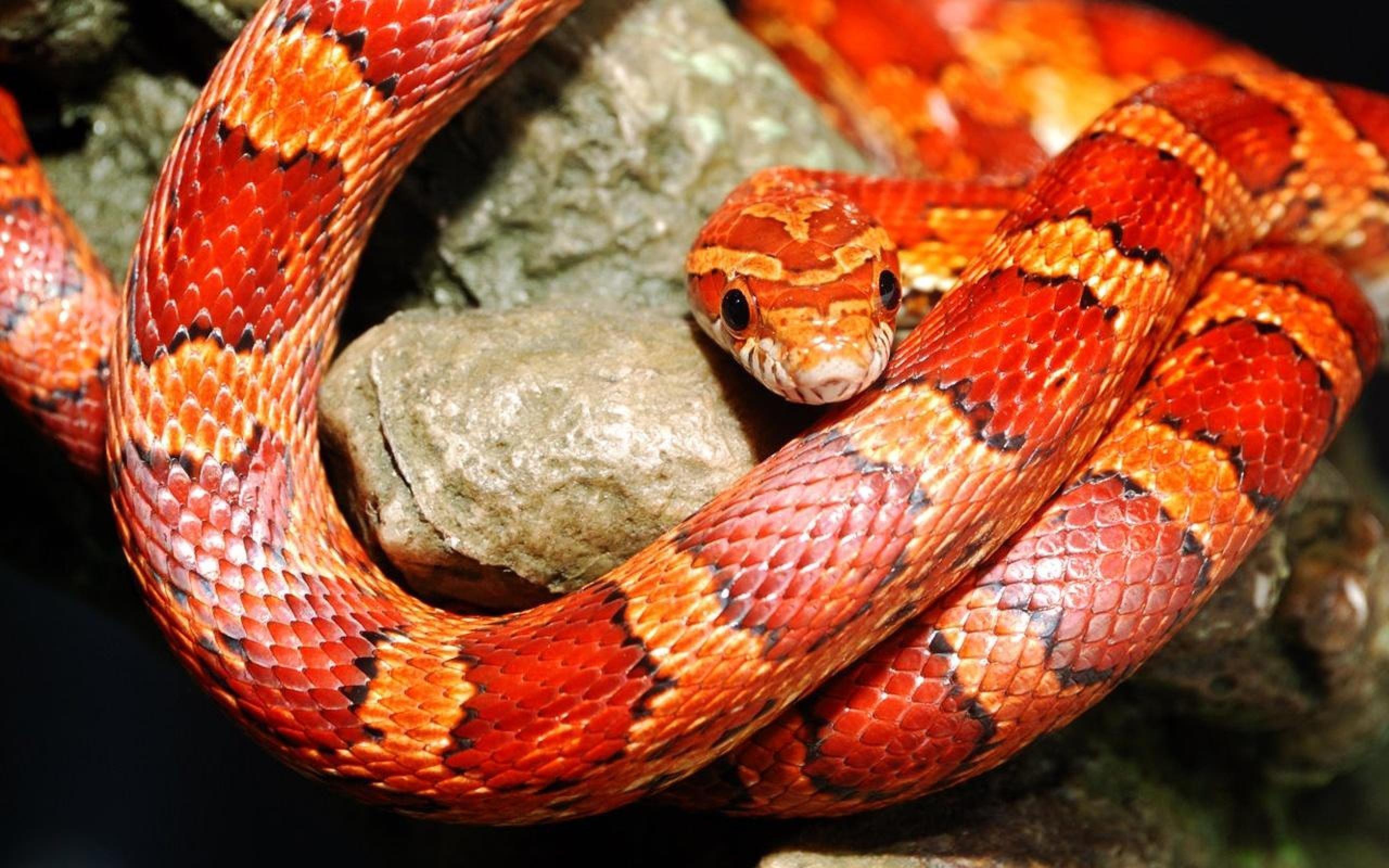 2560x1600 Corn Snakes Wallpaper