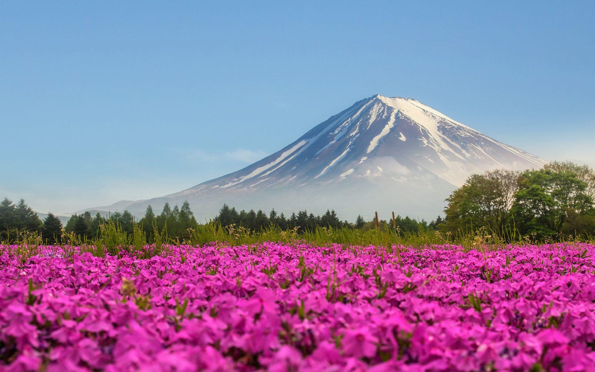 1920x1200 Mountain Fuji Japan Shibasakura Pink Color Flower 4k Ultra HD Desktop Wallpaper For Computers Laptop Tablet And Mobile Phones :