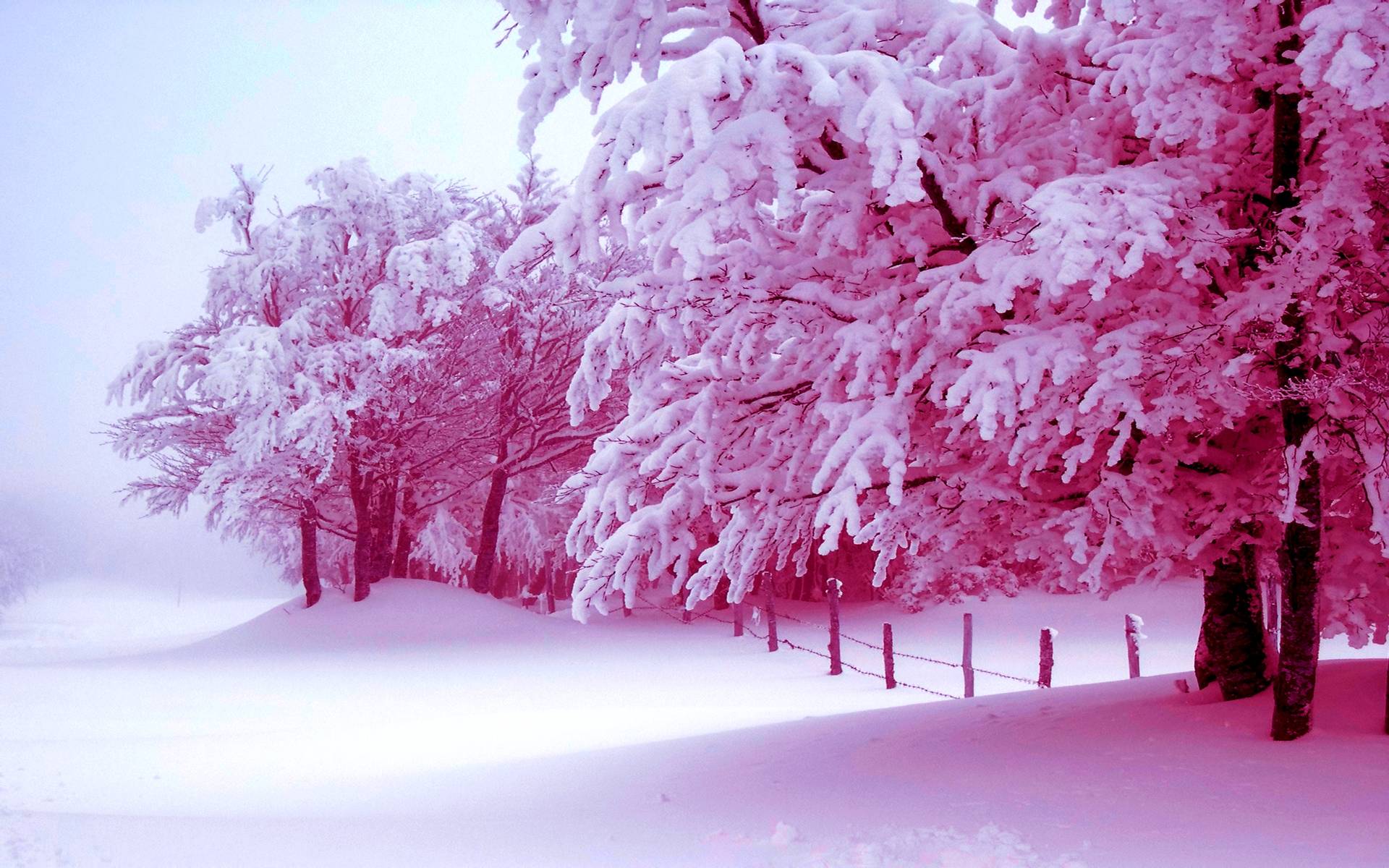 1920x1200 Winter Pink Wallpaper