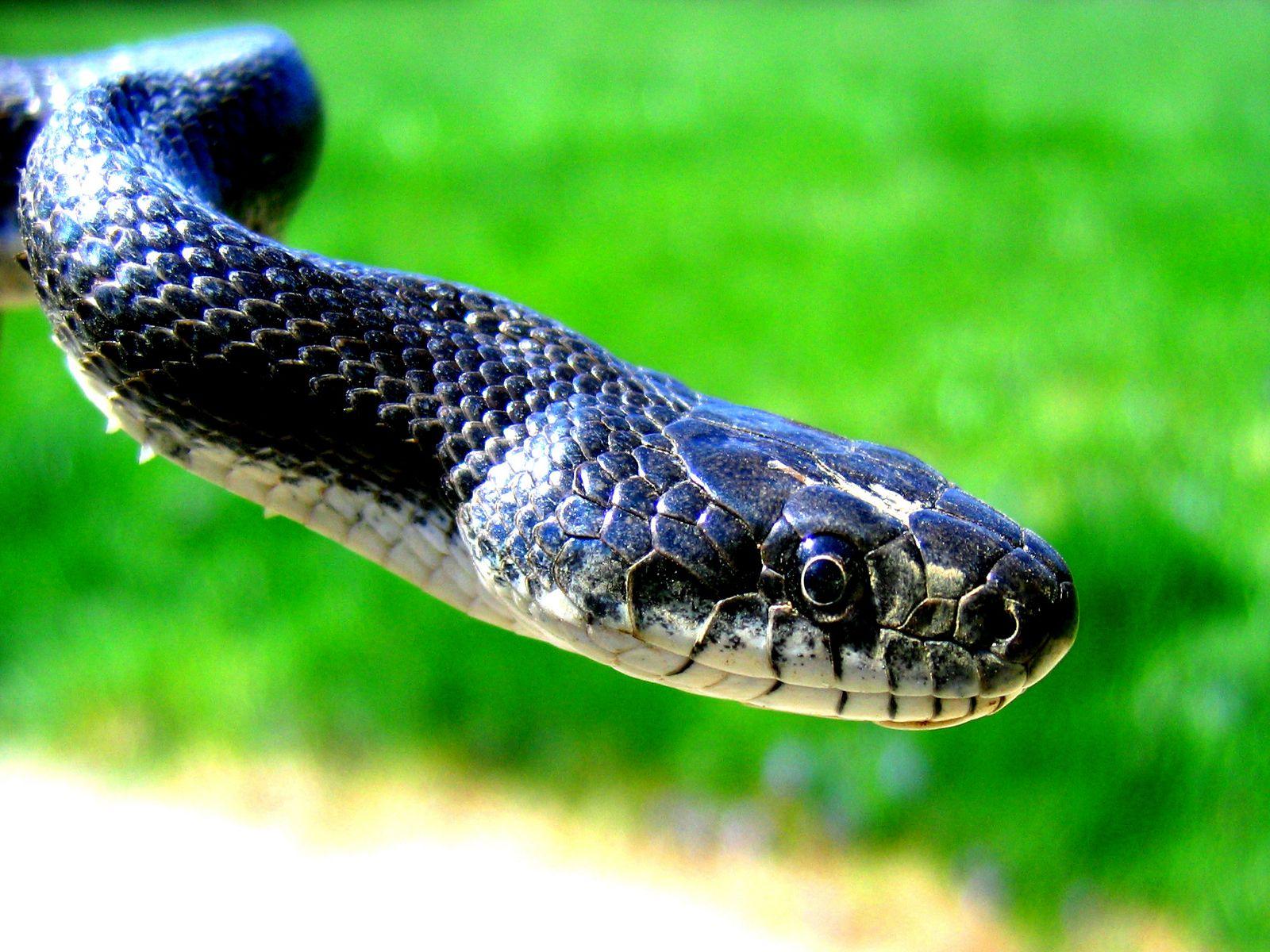 1600x1200 Black And Green Snake Wallpaper