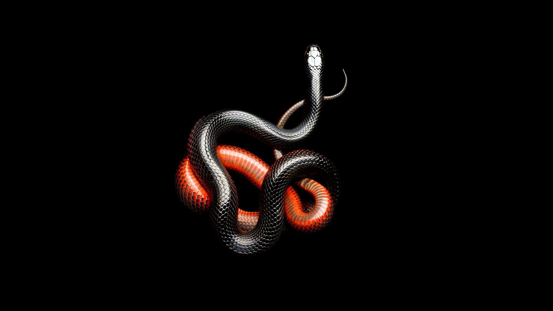 1920x1080 Red And Black Snakes Fond D Écran HD Wallpaper