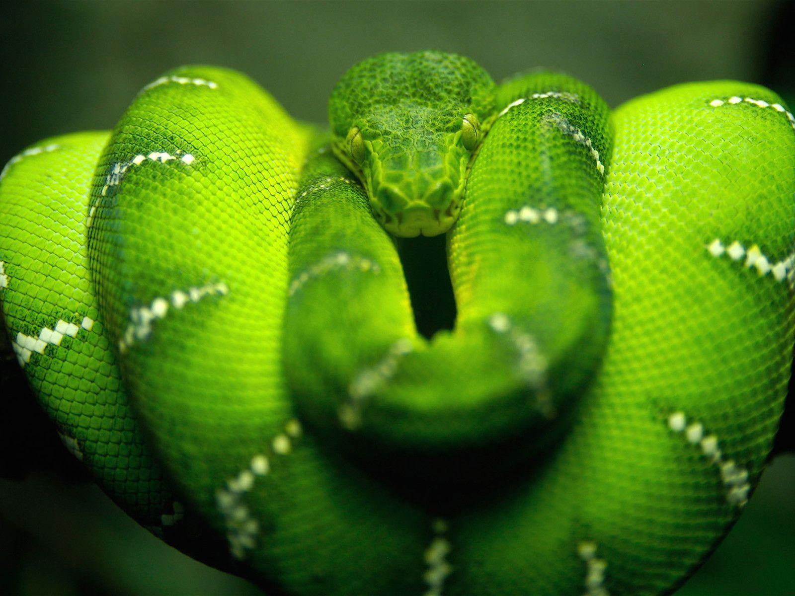 1600x1200 Snake Wallpaper FREE Picture