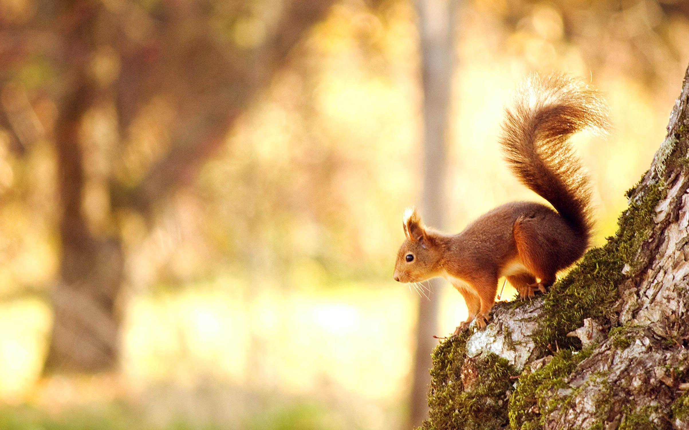 2406x1504 Squirrel, In, Nature, Pet Love, Cool Animals, Desktop Image, Animal World, Wallpaper Of Animals, Windows Desktop Image, Freedom, Africa, 2