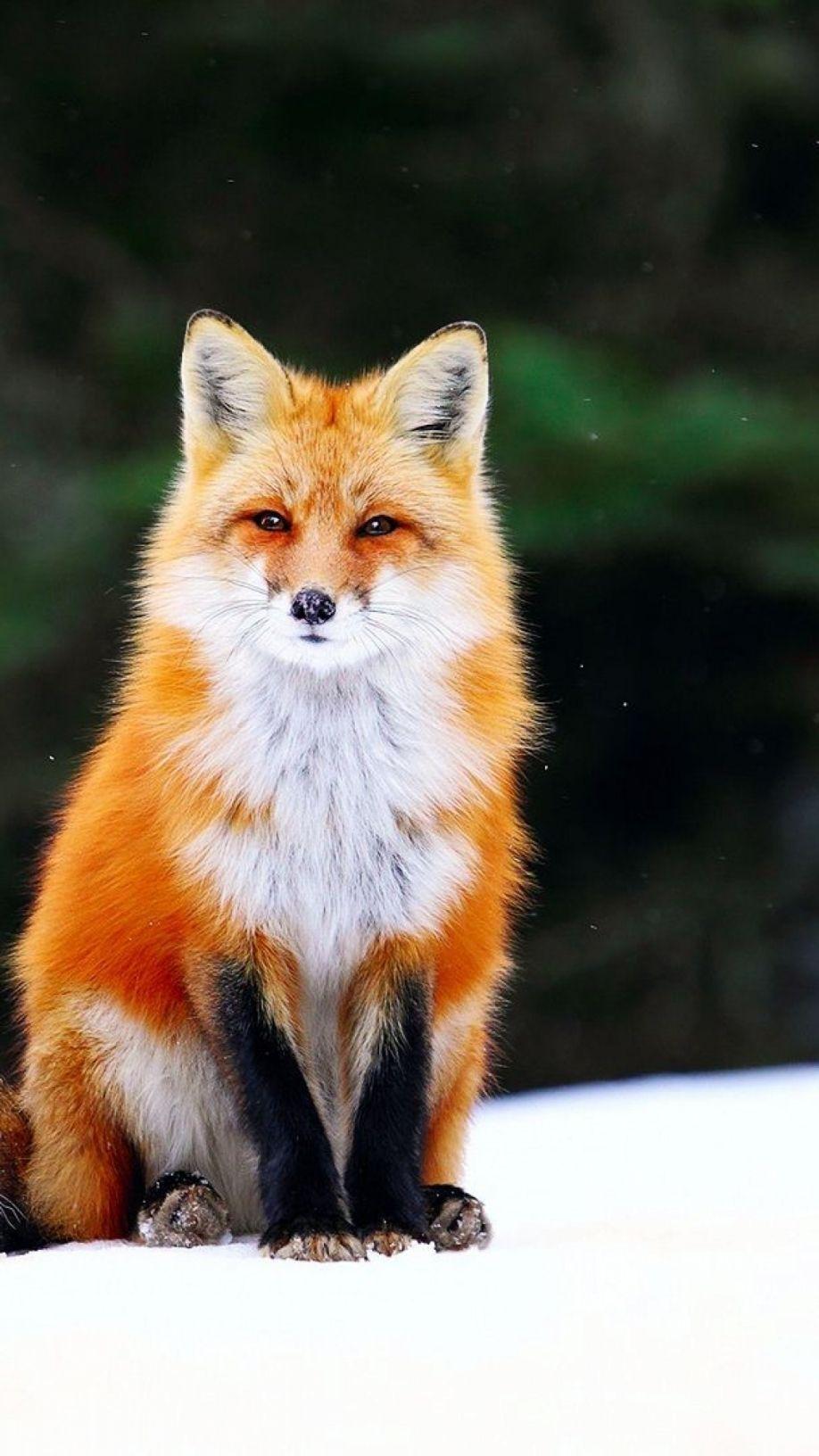 918x1632 Cute Cartoon Cute Fox Wallpaper iPhone