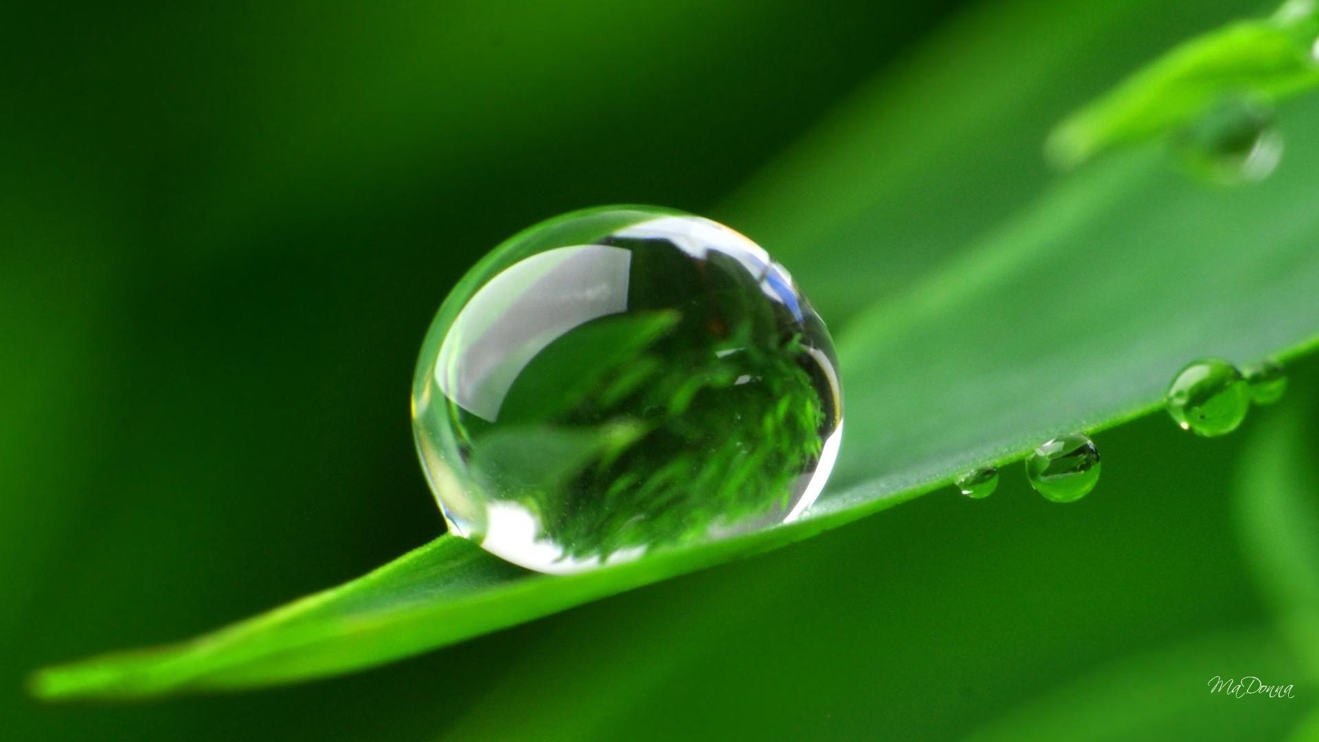 Dew Drop Wallpapers - Top Free Dew Drop Backgrounds - WallpaperAccess