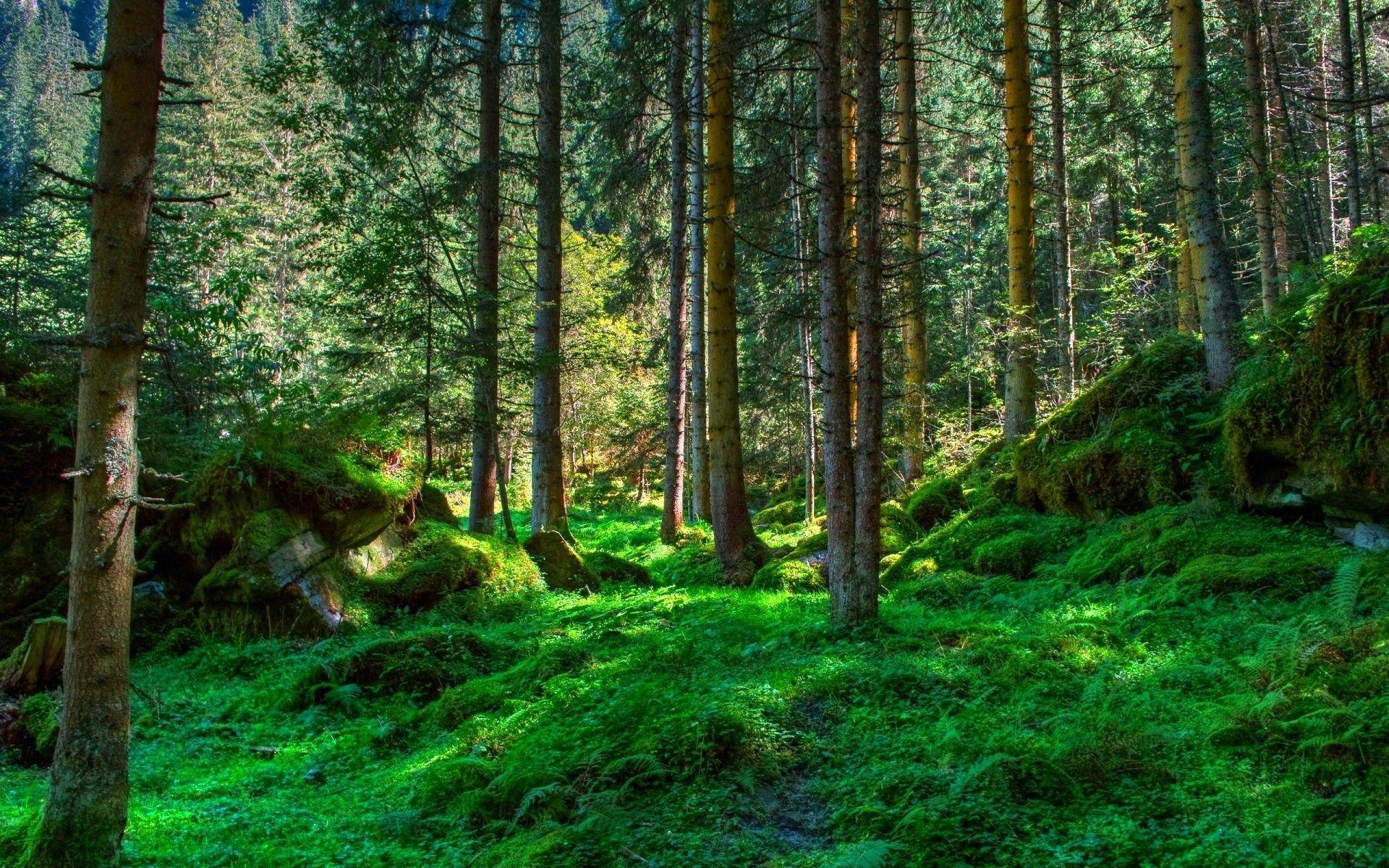 1920x1200 landscape category Widescreen Wallpaper image. Spring forest, Landscape trees, Forest wallpaper