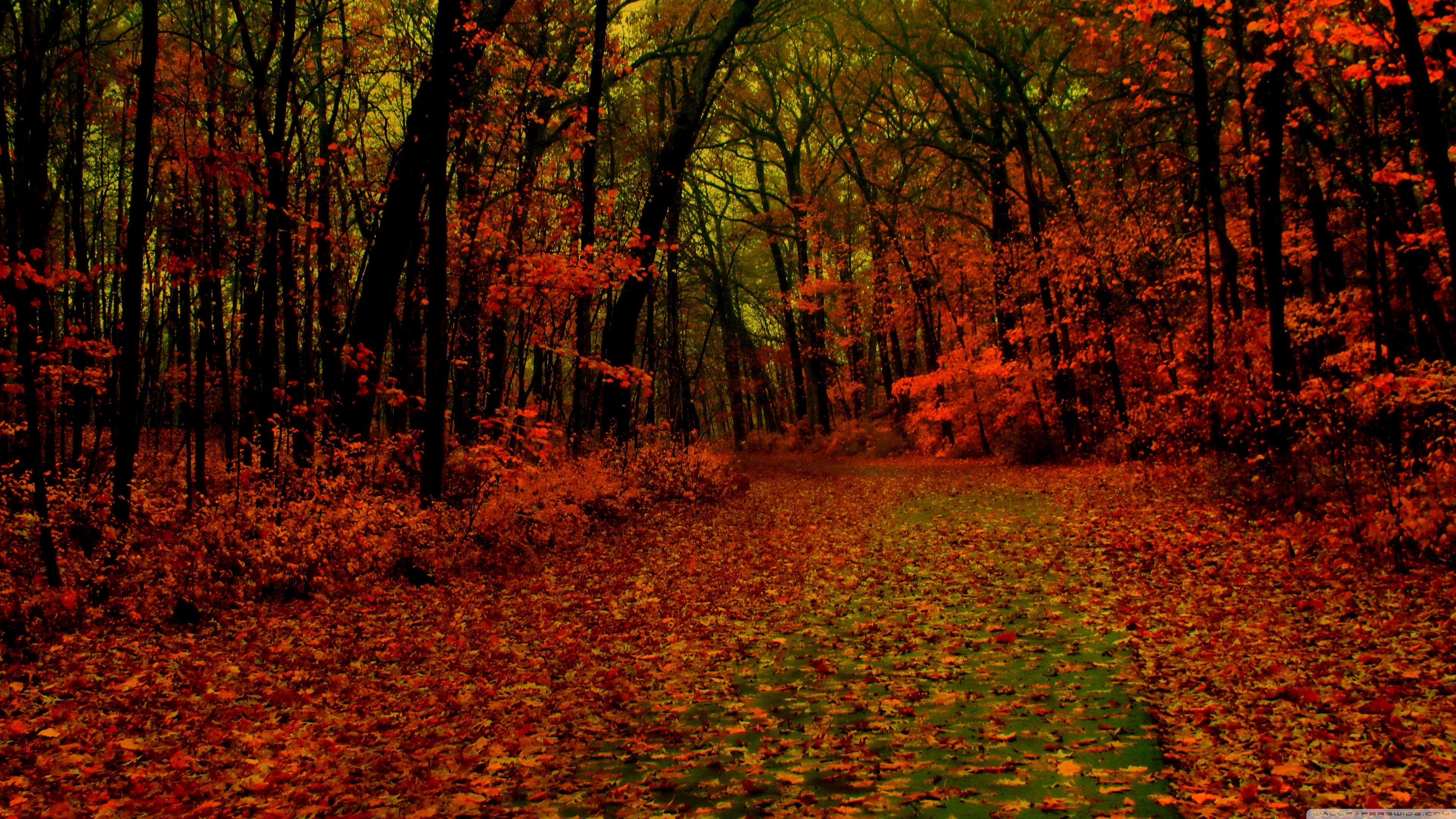 3840x2160 Red Forest Ultra HD Desktop Background Wallpaper for : Multi Display, Dual Monitor : Tablet