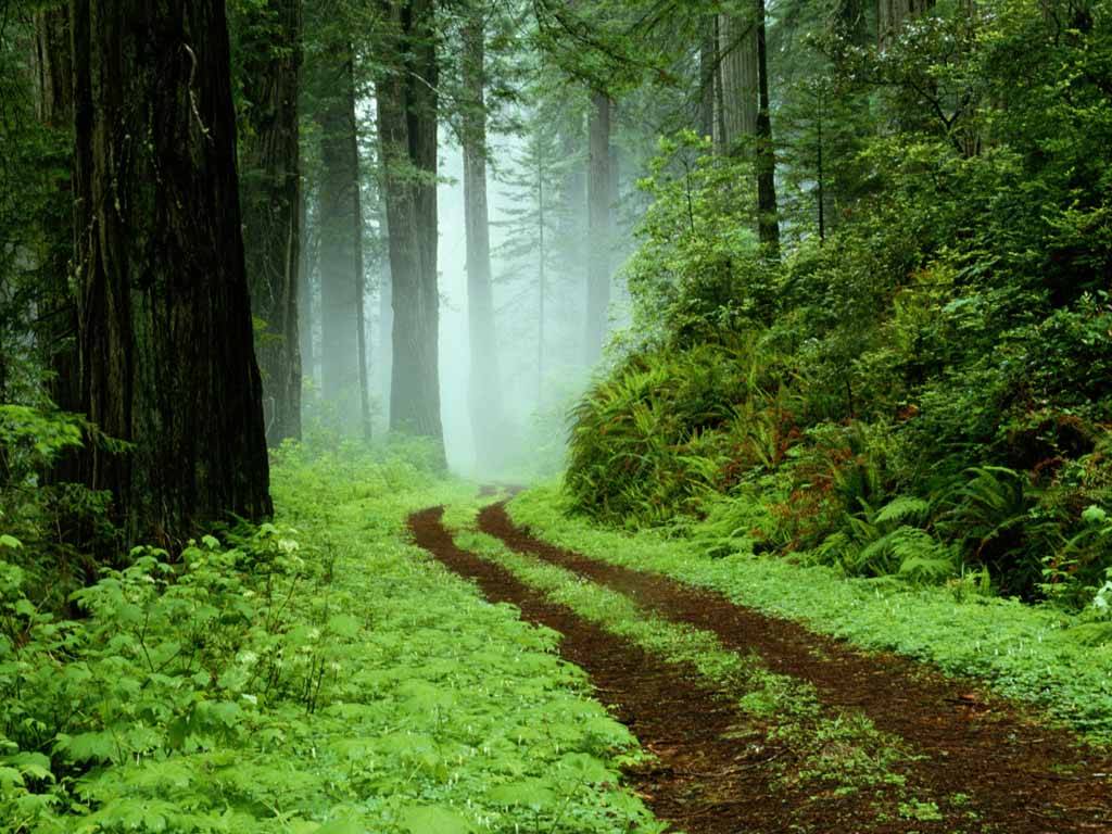 1024x768 Forest Wallpaper