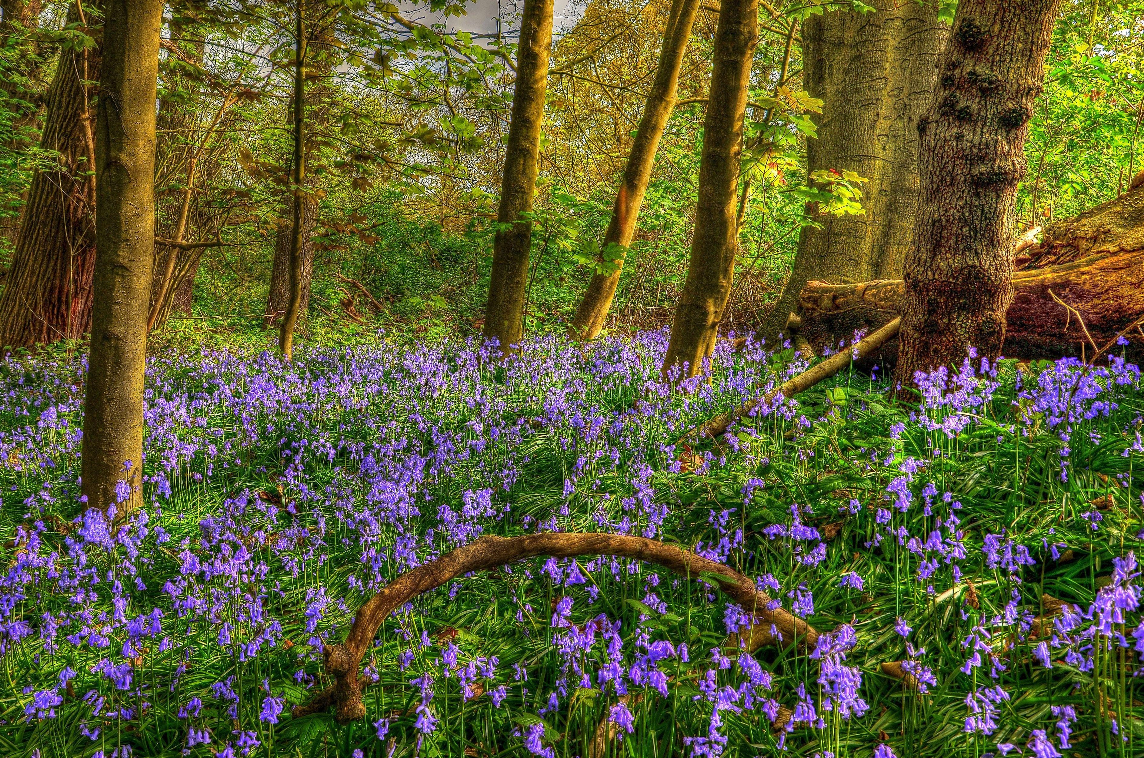 3775x2500 Desktop Wallpaper HDR Nature Spring forest Trunk tree 3775x2500