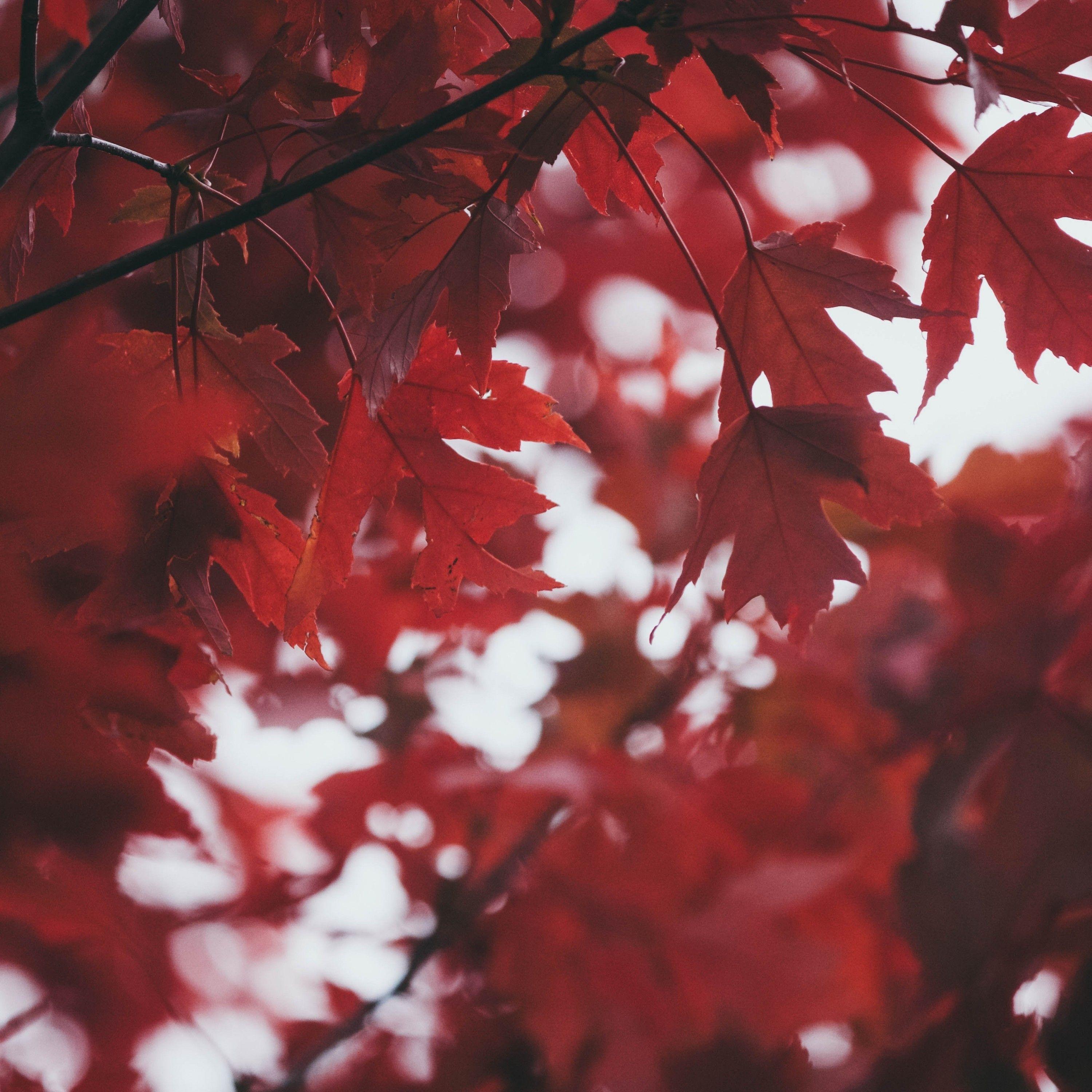 3000x3000 Download 3000x3000 Red Leaves, Autumn, Fall Wallpaper