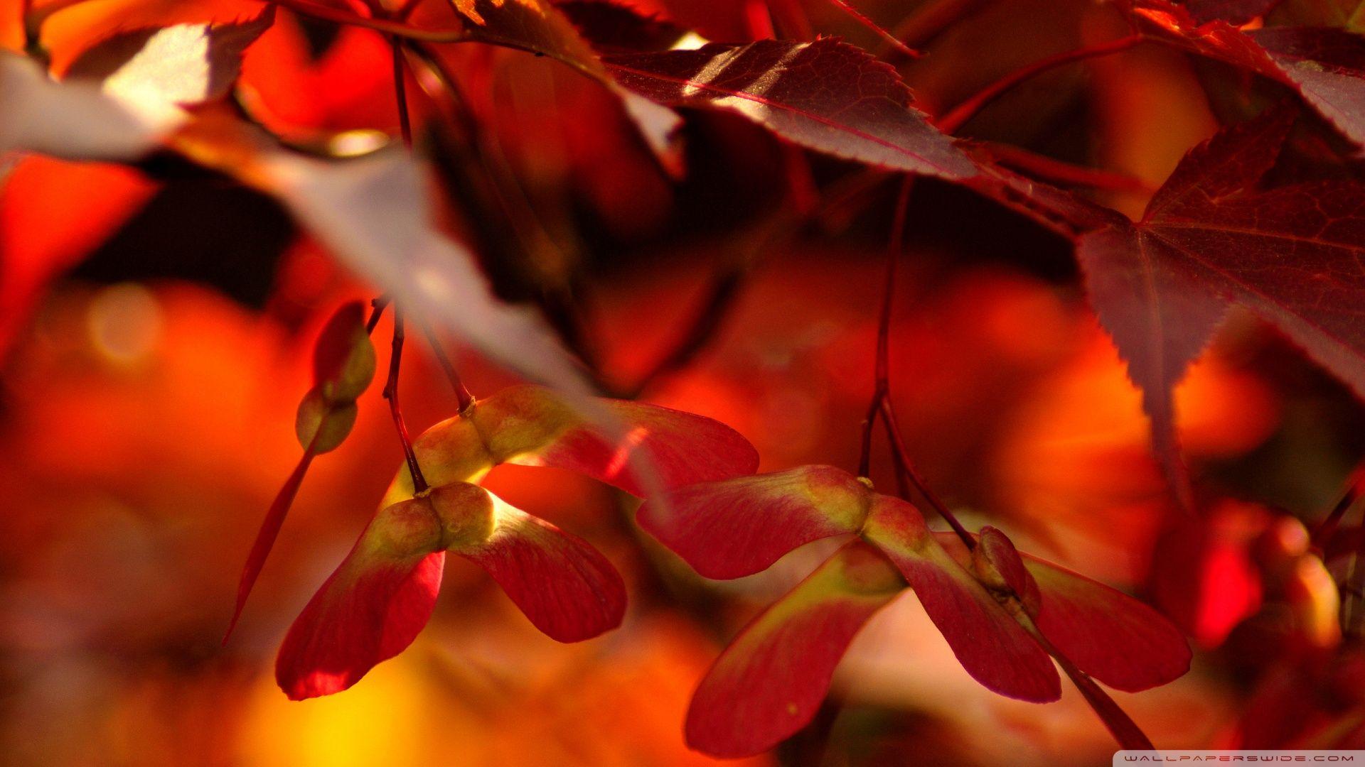 1920x1080 Download Red Autumn Leaves Close Up Wallpaper 1920x1080