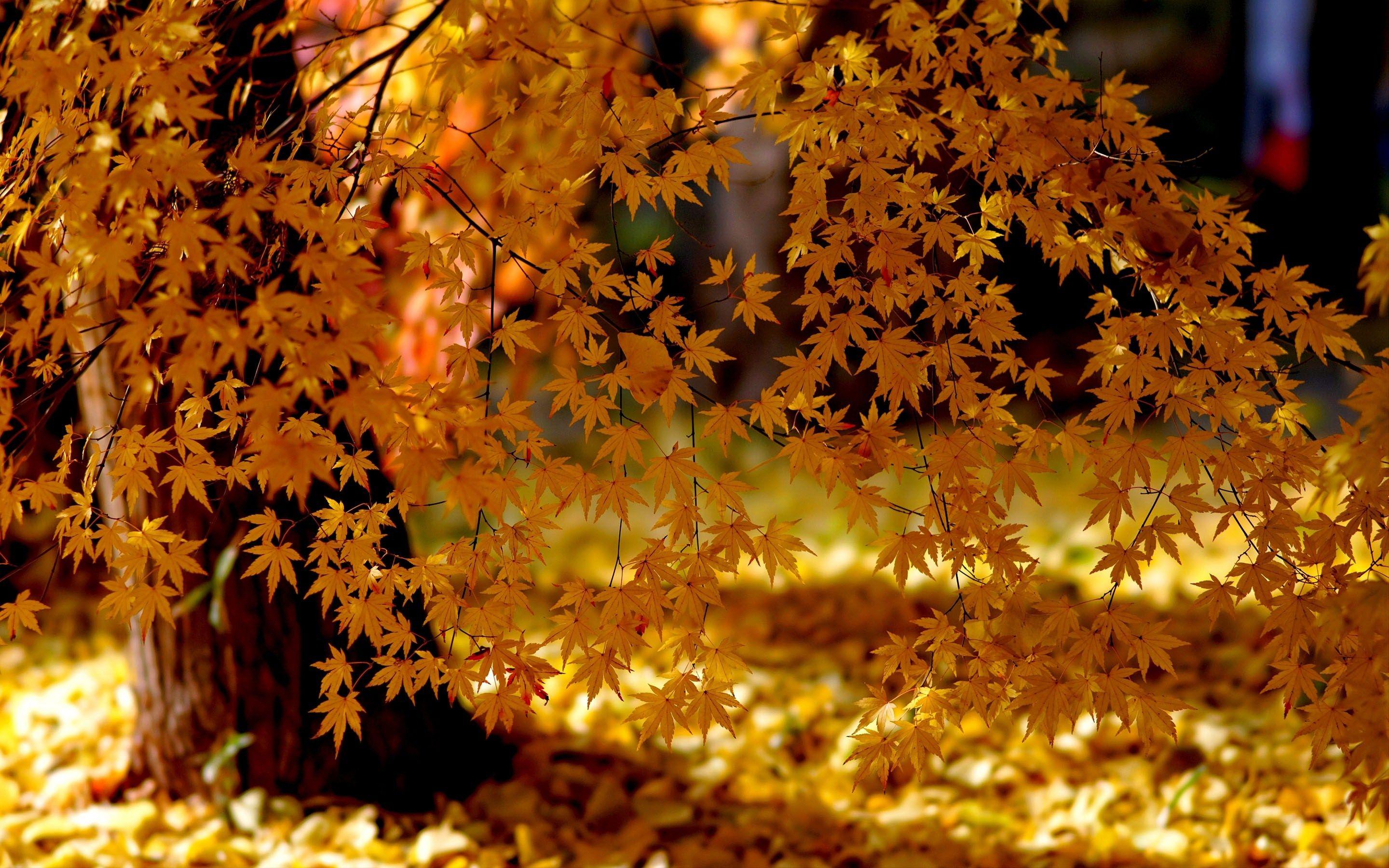 2880x1800 Maple Tree Picture