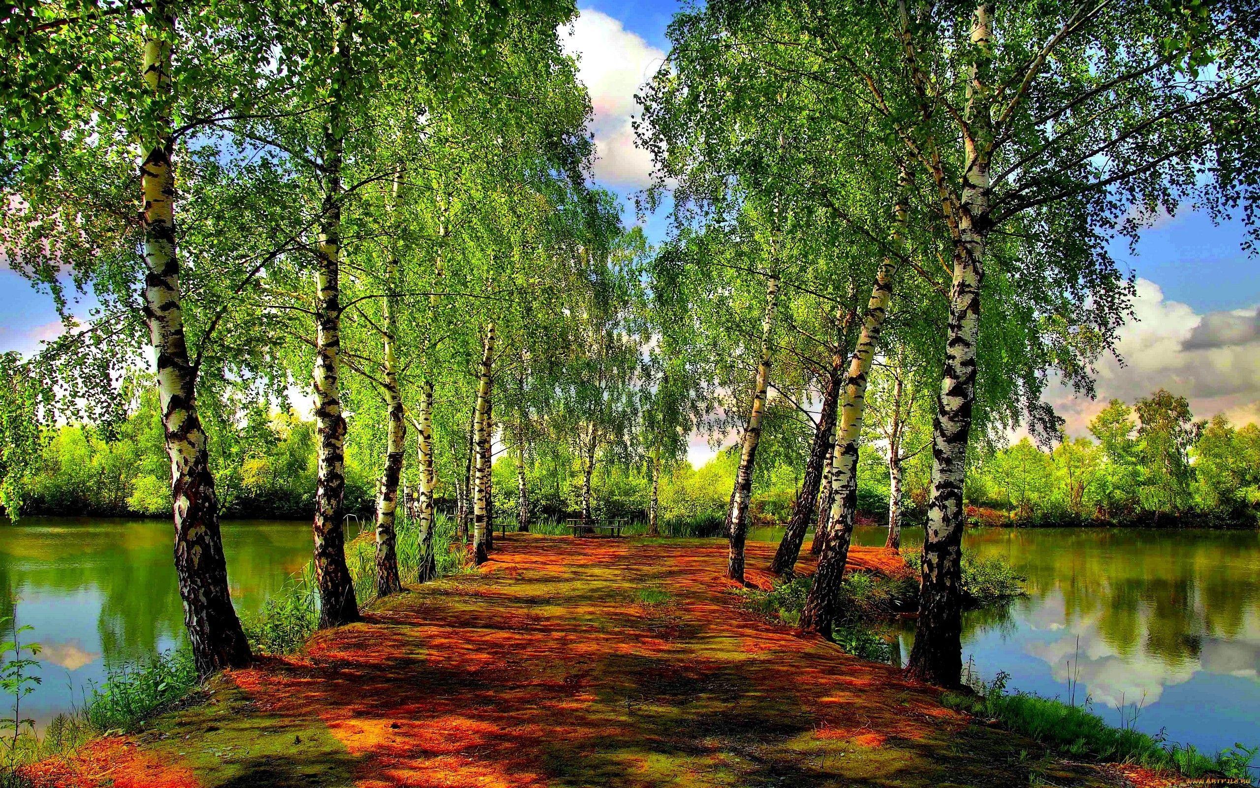 2560x1600 Beautiful Spring Forest wallpaperx1600