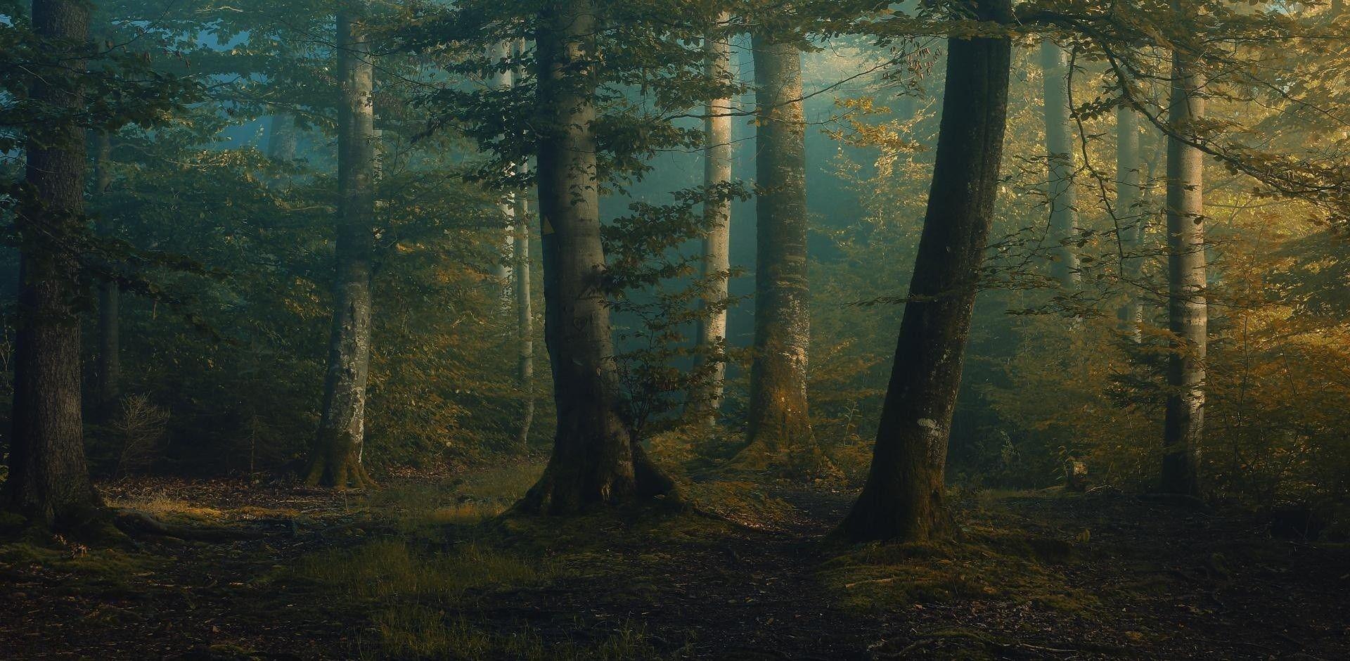 1920x940 #morning, #spring, #forest, #landscape, #grass, #nature, #trees, wallpaper. Mocah.org HD Desktop Wallpaper