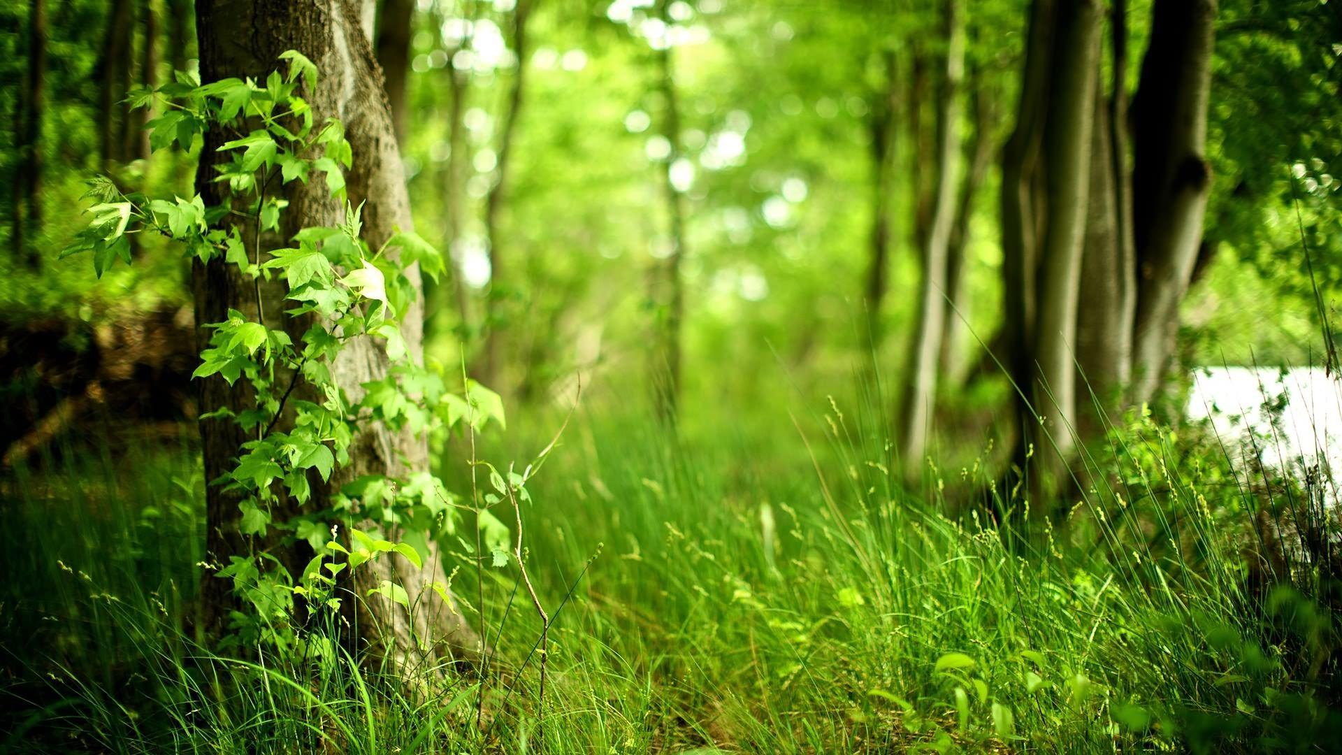 1920x1080 Lovely Spring Forest wallpaperx1080