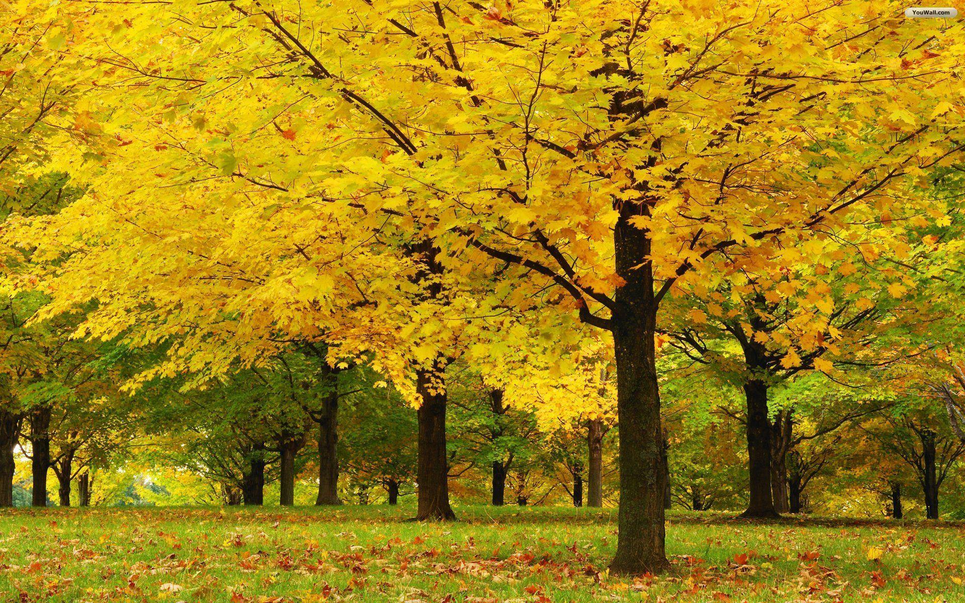 Maple Forest Wallpapers - Top Free Maple Forest Backgrounds