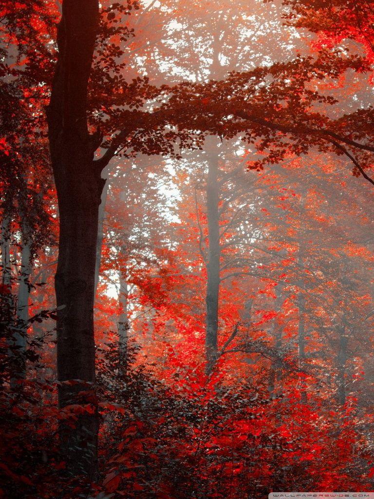 Red Forest 4K Wallpapers - Top Free Red Forest 4K Backgrounds ...