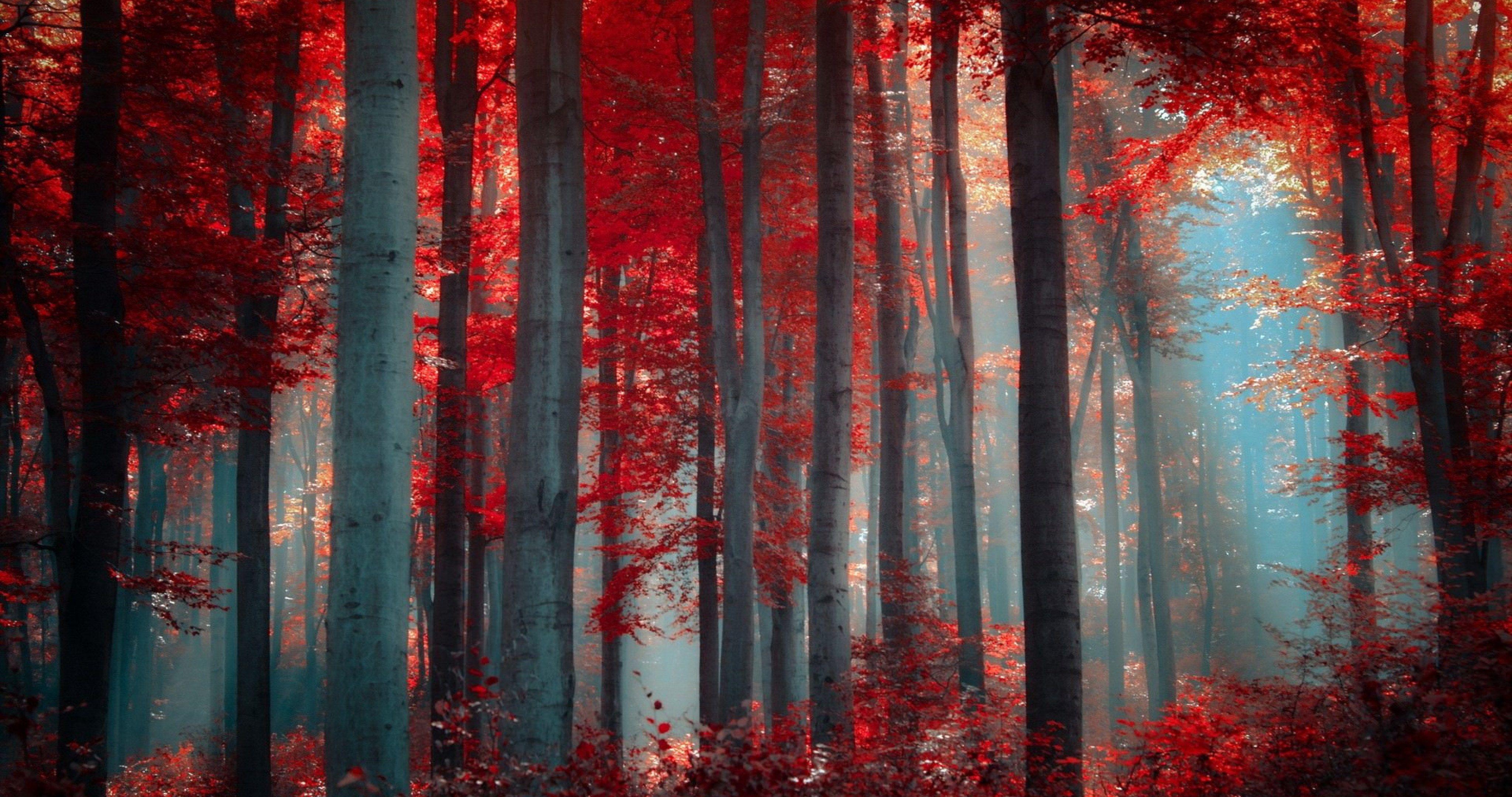 Red Forest 4K Wallpapers - Top Free Red Forest 4K Backgrounds ...