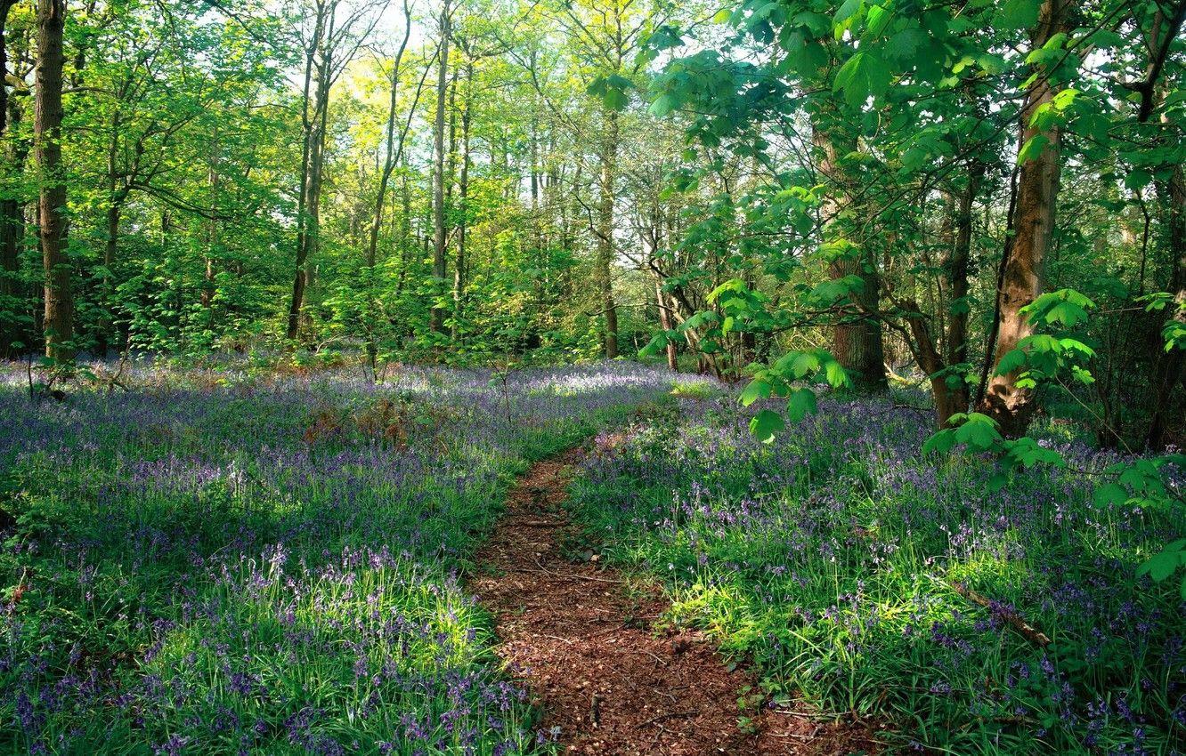 Spring Forest Landscape Wallpapers - Top Free Spring Forest Landscape ...