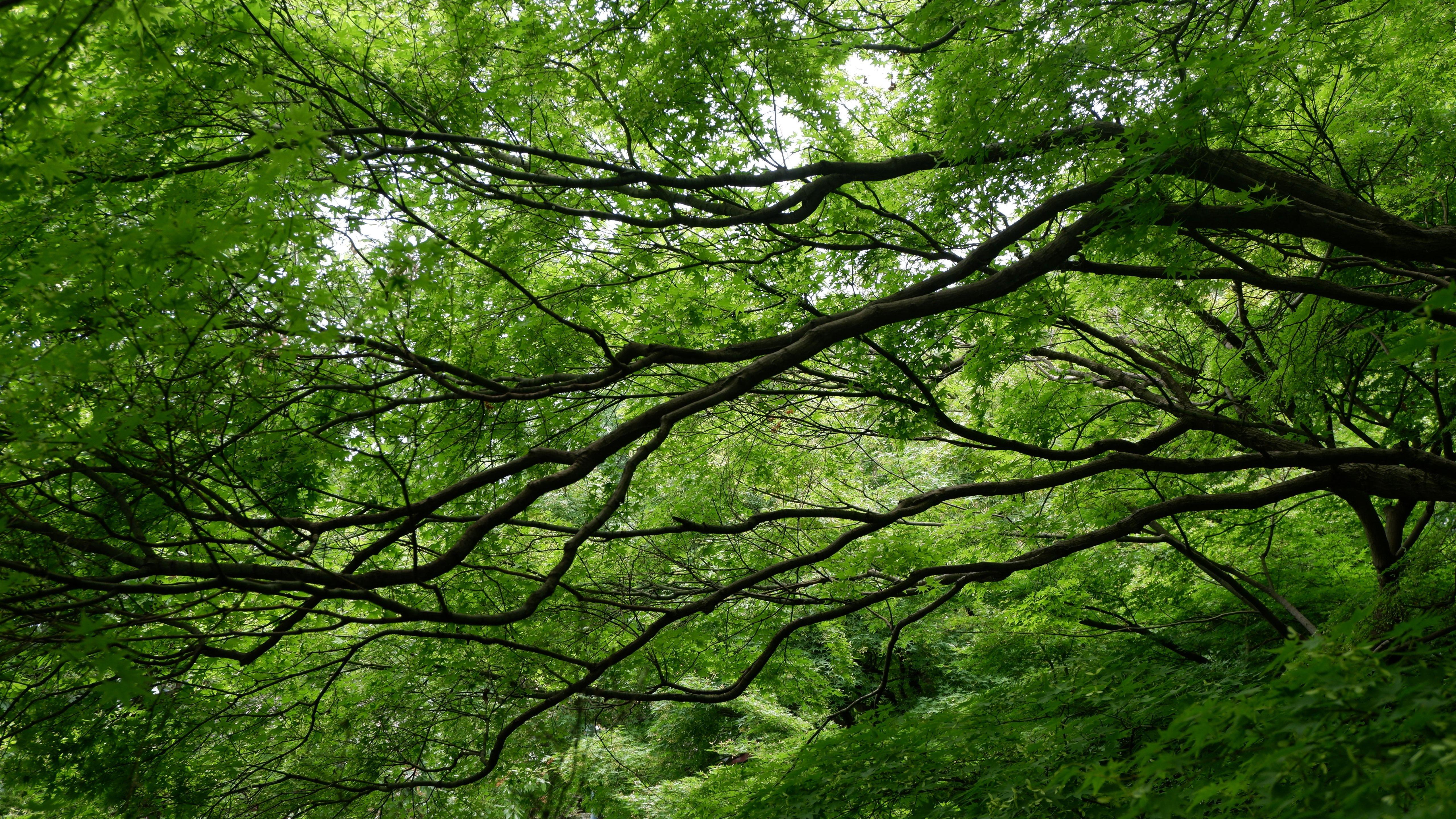 Tree is green. Деревья. Дерево зеленое. Зеленые кроны деревьев. Зеленый лес.