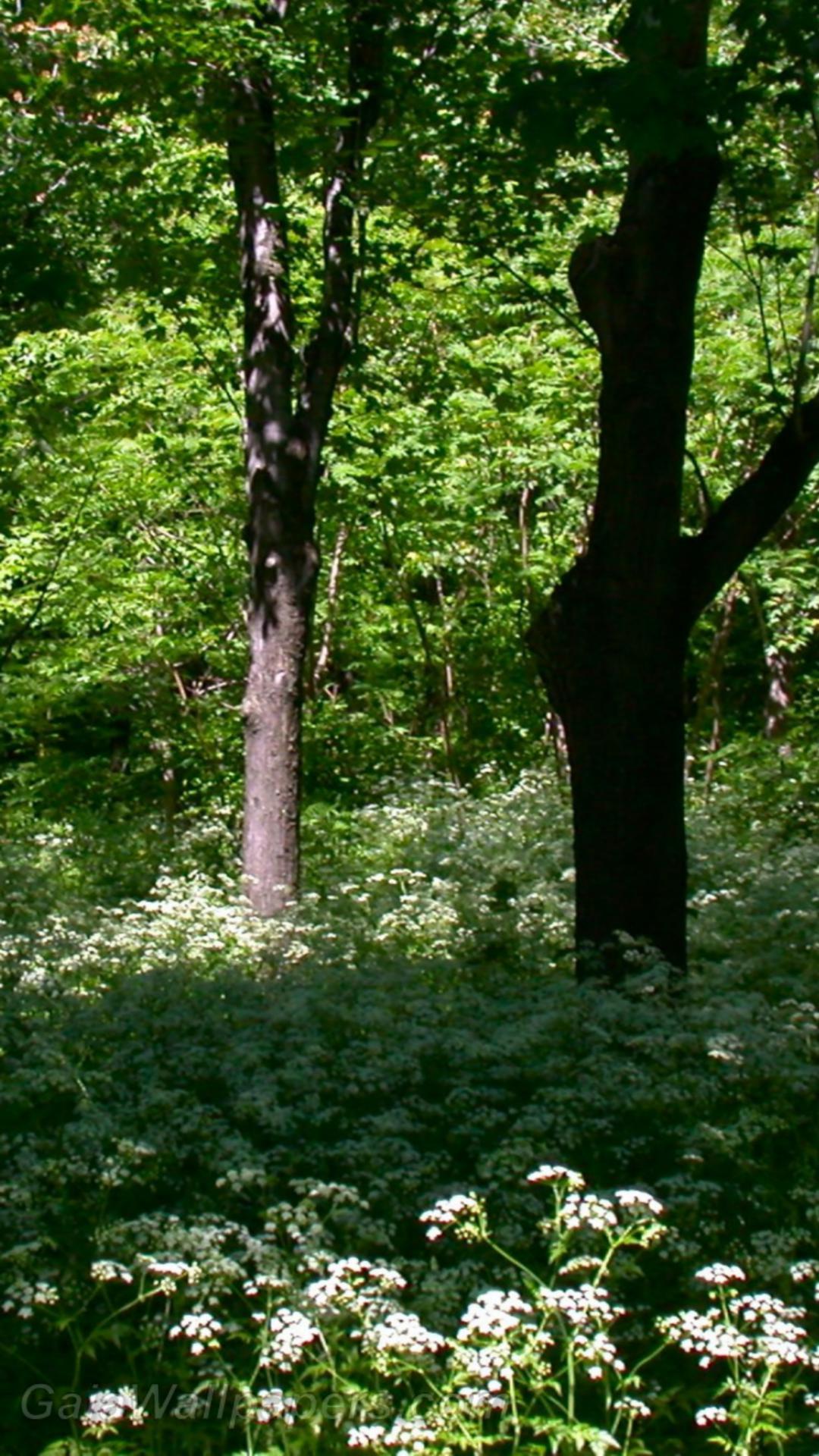 1080x1920 Spring Forest at Mount Royal wallpaper 1080x1920 Desktop Wallpaper