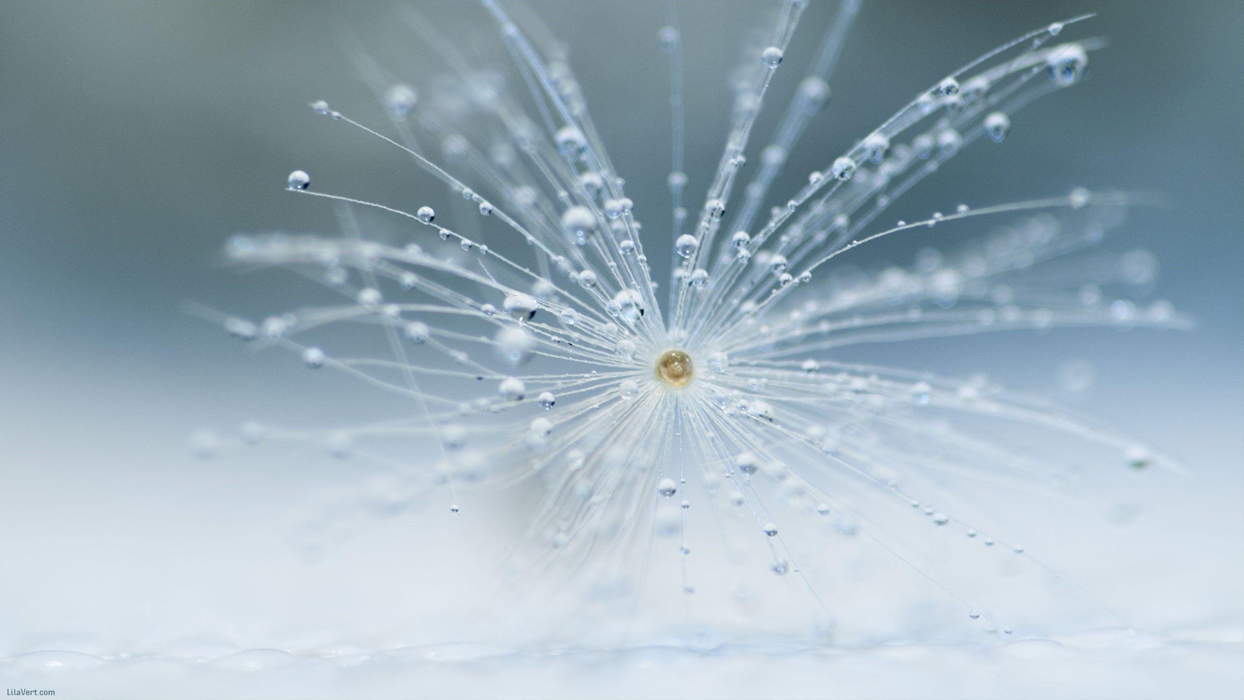 2560x1440 Dandelion Macro Dew Drops Water hình nền [2560x1440)

