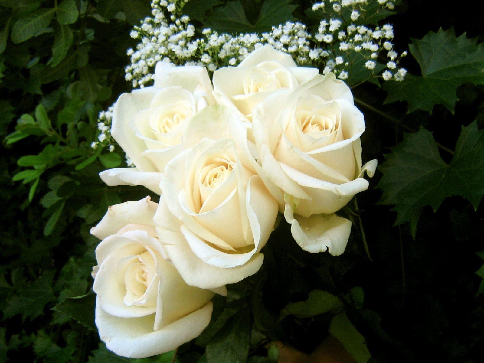 1600x1200 White Rose Wallpaper