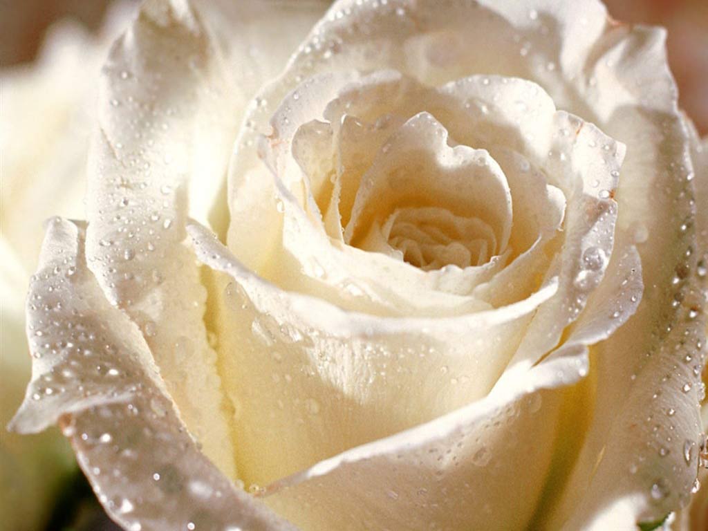 1024x768 Unique Animals blogs: Red Rose Wallpaper, White Rose Wallpaper for Desktop Background