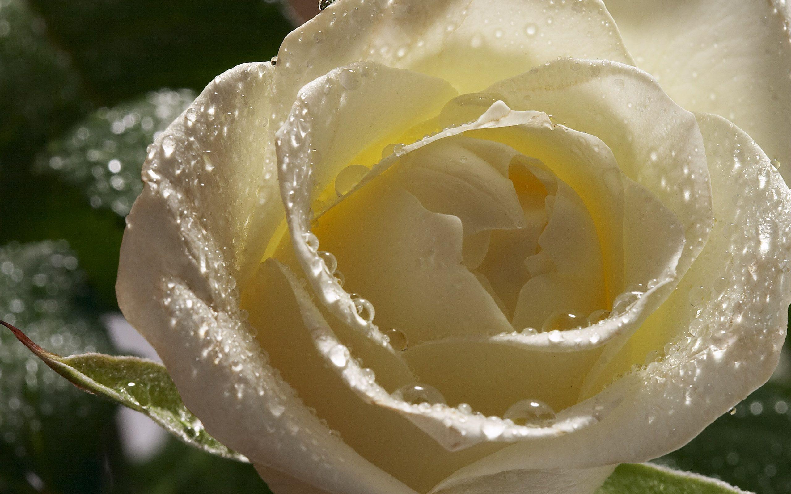 2560x1600 Free download White Rose Flower Wallpaper White Rose [2560x1600] for your Desktop, Mobile & Tablet. Explore White Rose Picture Wallpaper. White Flower Wallpaper, Rose Wallpaper For Desktop, Black And