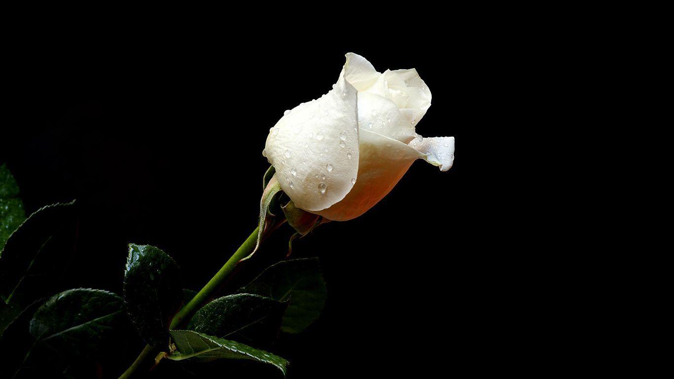 1366x768 New White Rose Flowers Wallpaper Only. White roses wallpaper, Black and white roses, Flowers