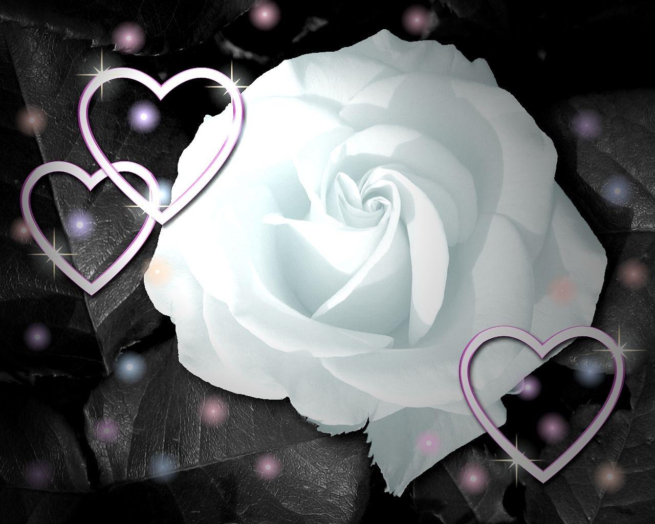 1280x1024 Free download white rose flower wallpaper valentine day white rose flower wallpaper [1280x1024] for your Desktop, Mobile & Tablet. Explore White Rose Wallpaper. Rose Wallpaper For Desktop, Black And