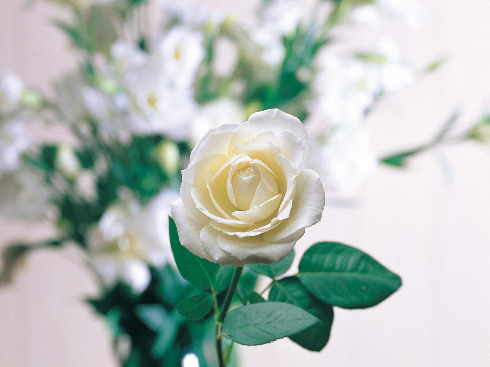 1600x1200 Flower.