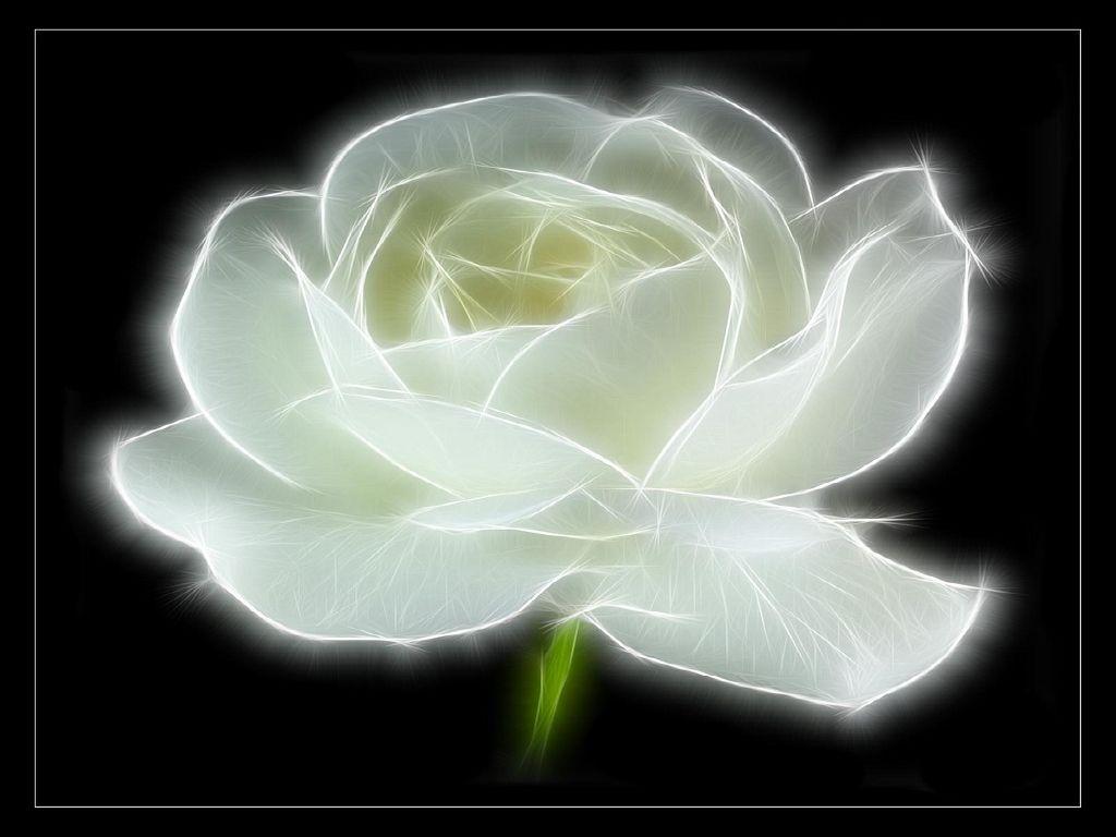 1024x768 Free download latest white rose flower wallpaper latest pure white rose flower [1024x768] for your Desktop, Mobile & Tablet. Explore White Rose Picture Wallpaper. White Flower Wallpaper, Rose Wallpaper