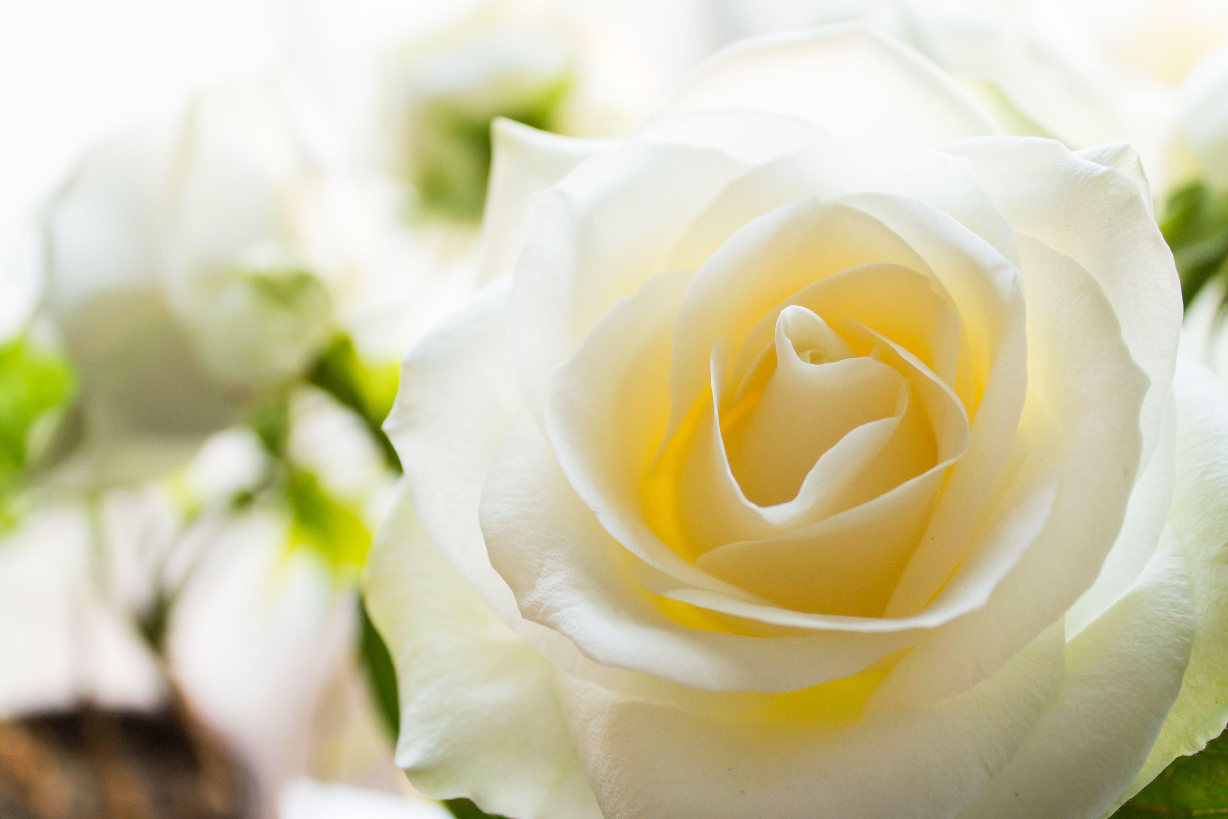 4000x2667 Special Rose Color Meanings Flower Meanings for Valentine's Day