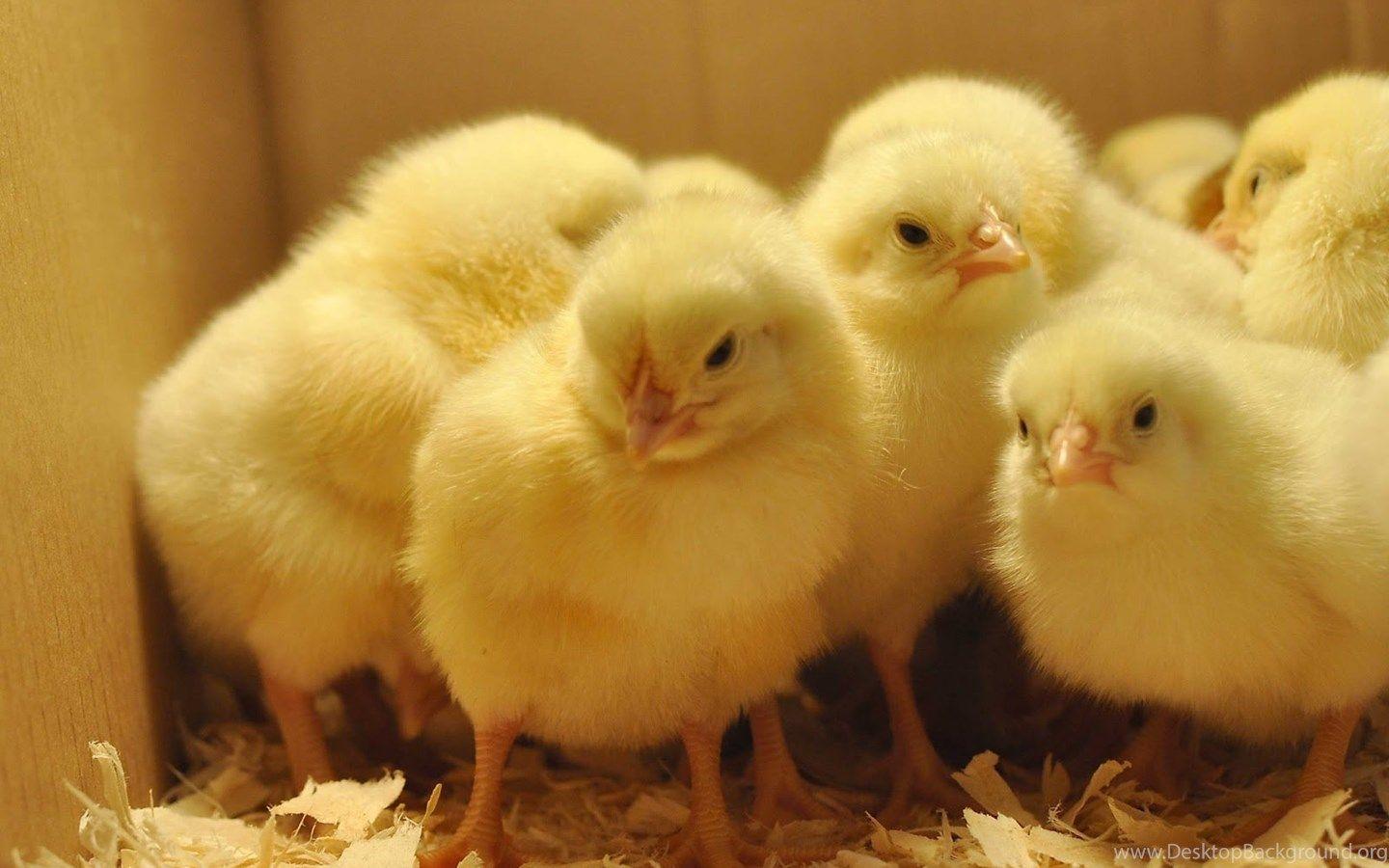 1440x900 HD baby chicks wallpaper Desktop Background