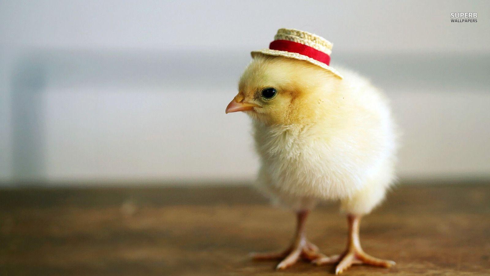 1600x900 Chick Wallpaper