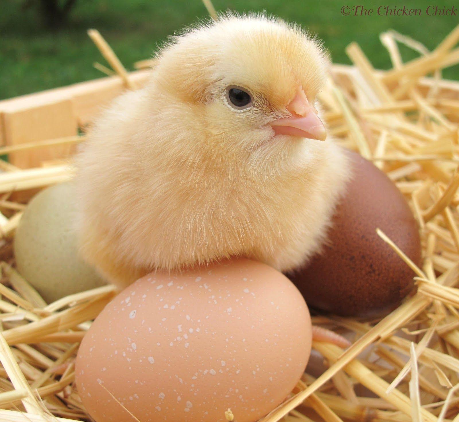 cute baby chicken wallpaper