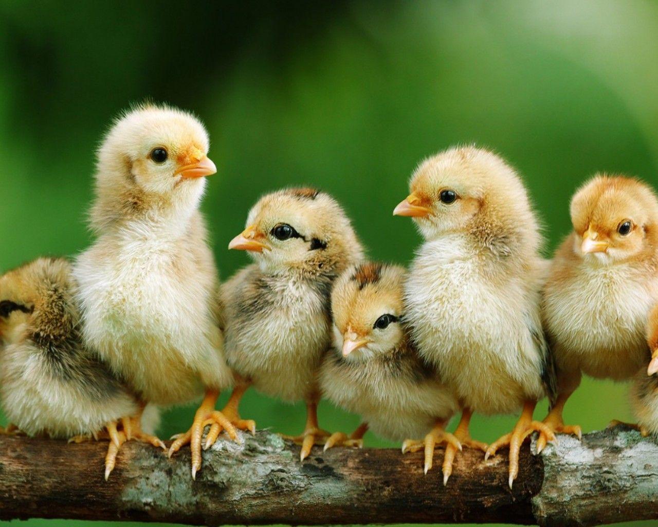 1280x1024 Download Baby Chick Picture By Breed, Baby Chick Starter Chicken, Download Wallpaper